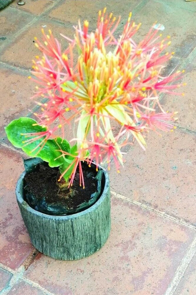 Фото 7Hotel El Salvador