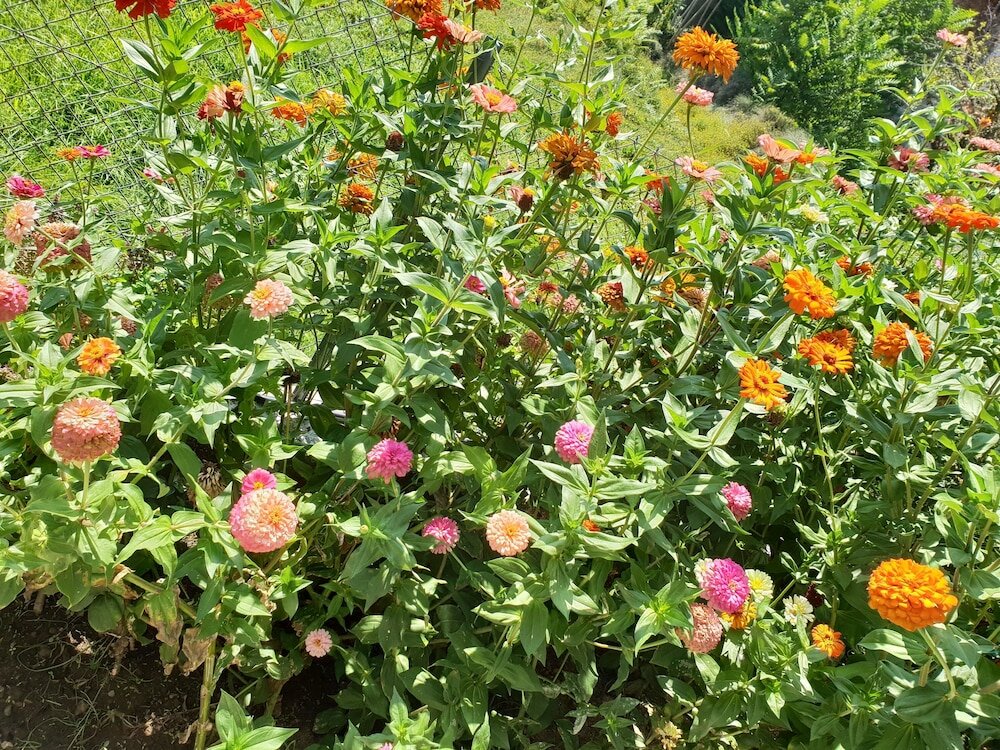 Фото Zmas Studios