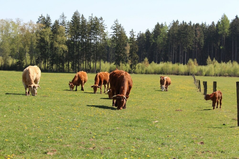 Фото Guest House Pod Hajkem