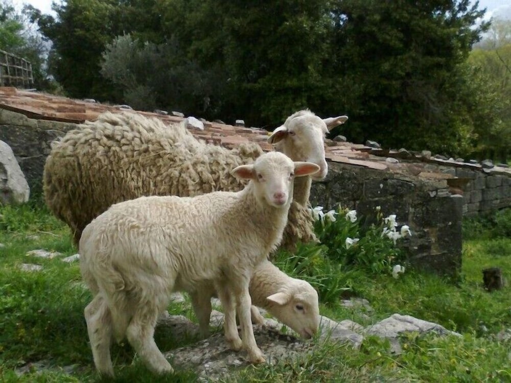 Фото Agriturismo Borgo Cerquelle