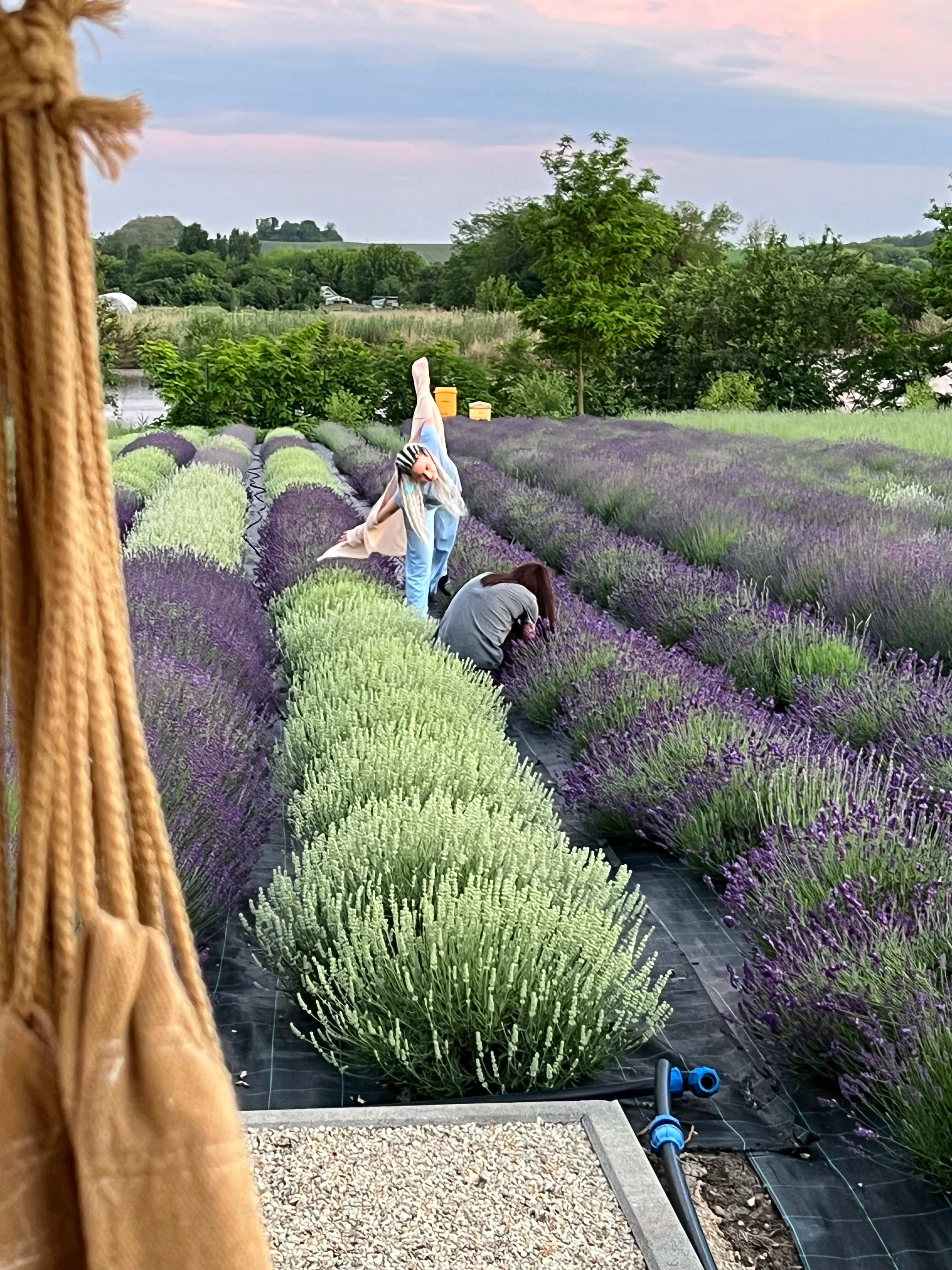 Фото Лавандовые холмы