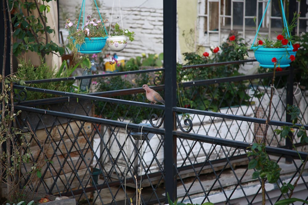 Фото Terrace Garden Hotel