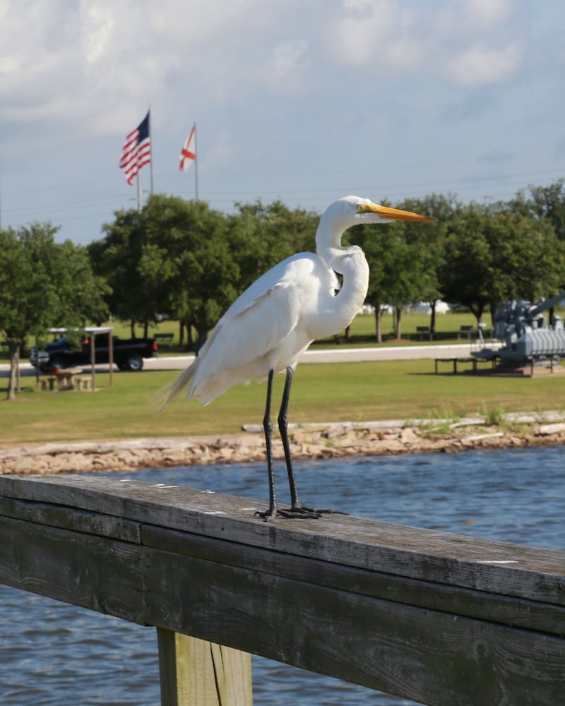 Фото Courtyard by Marriott Mobile Daphne Eastern Shore