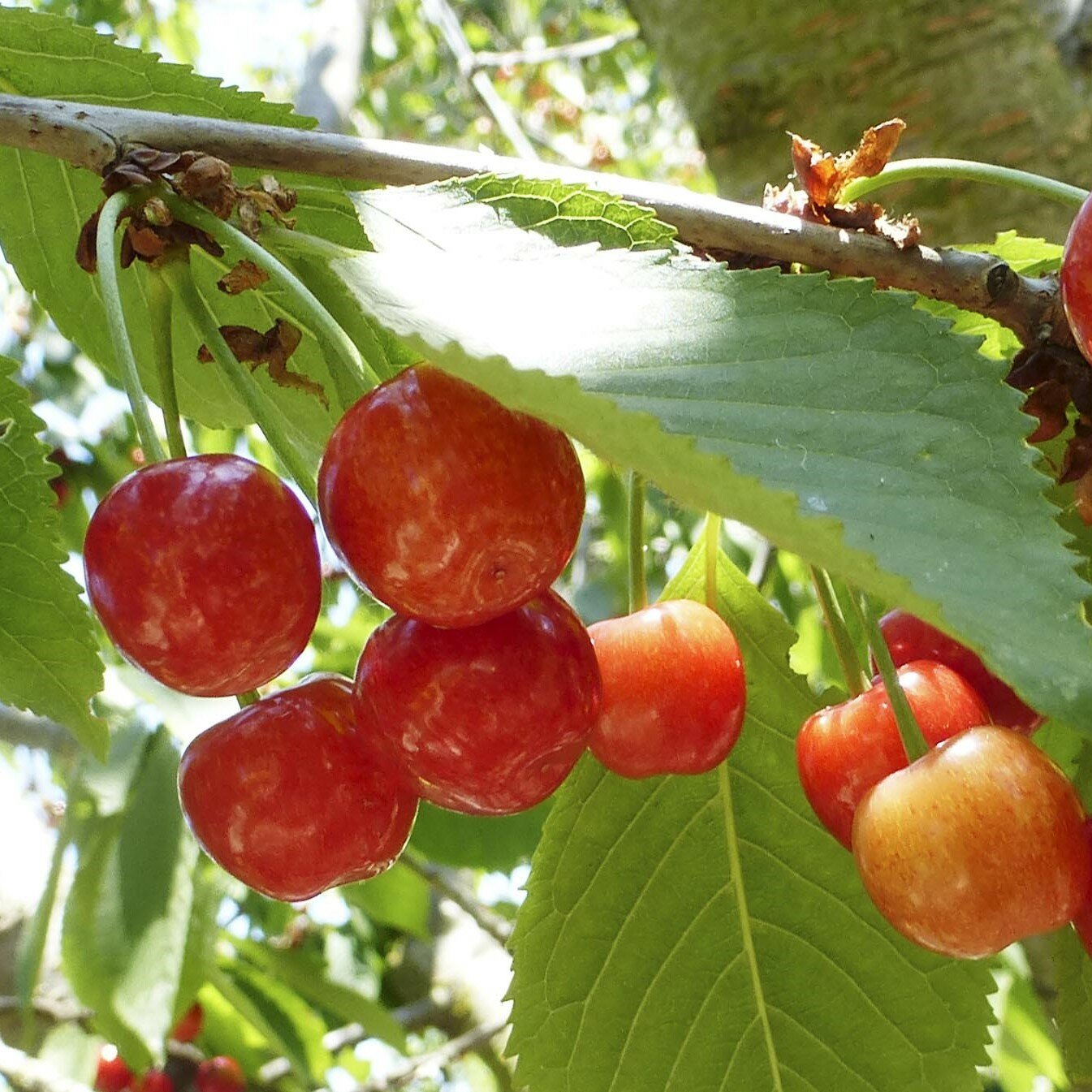 Фото Гостевой дом Маргарита