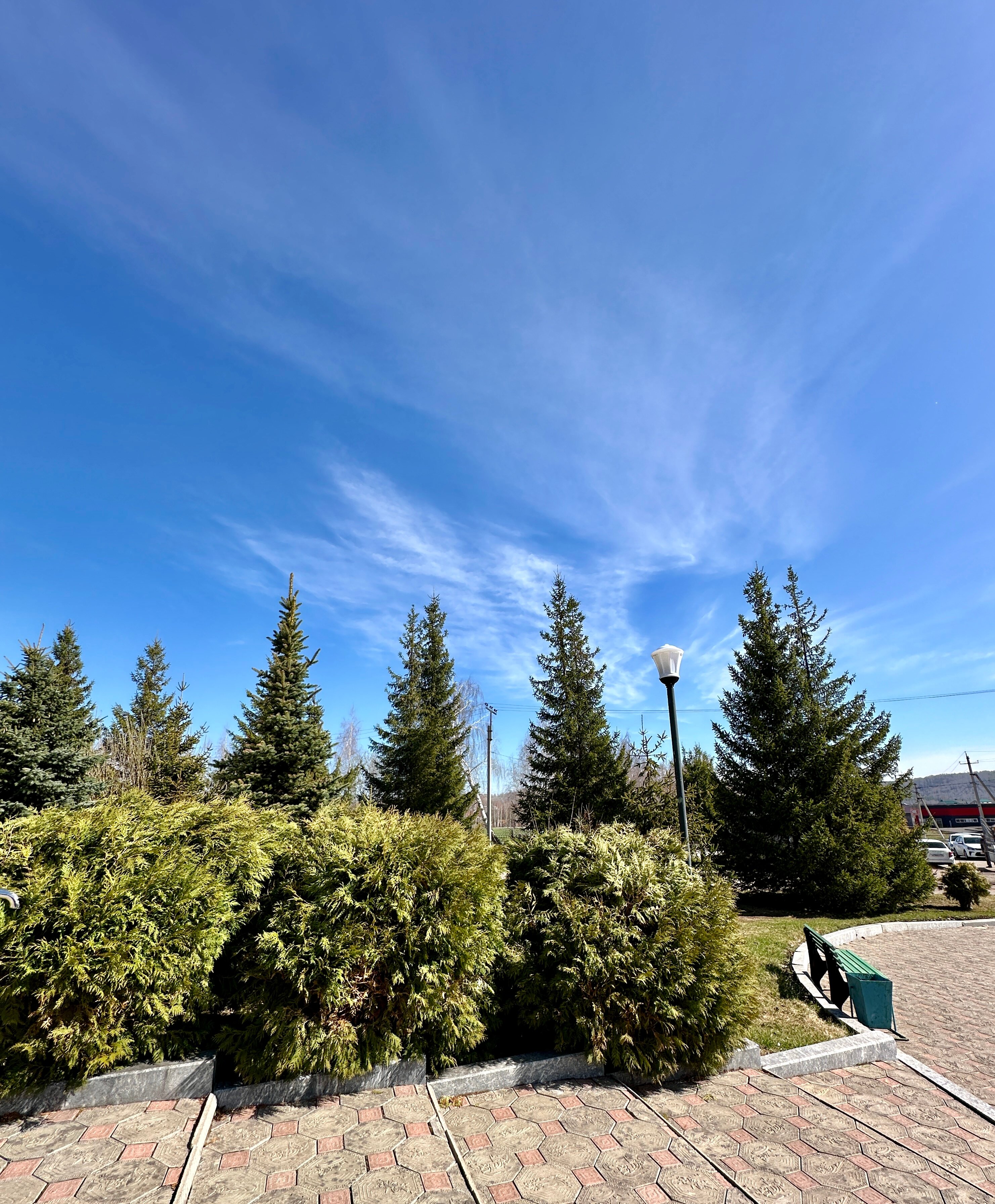 Фото Иволга