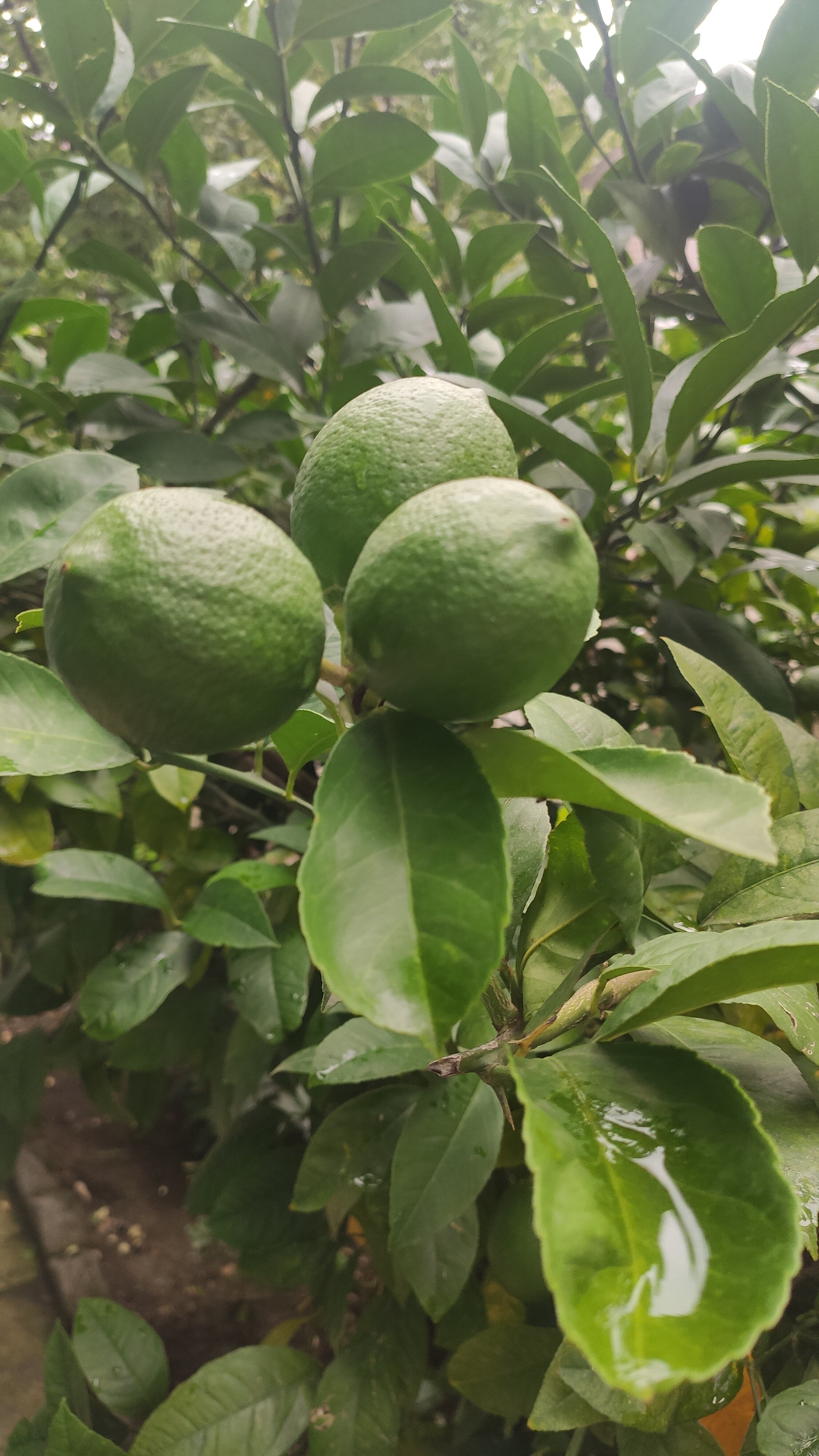 Фото Hotel Amigo I