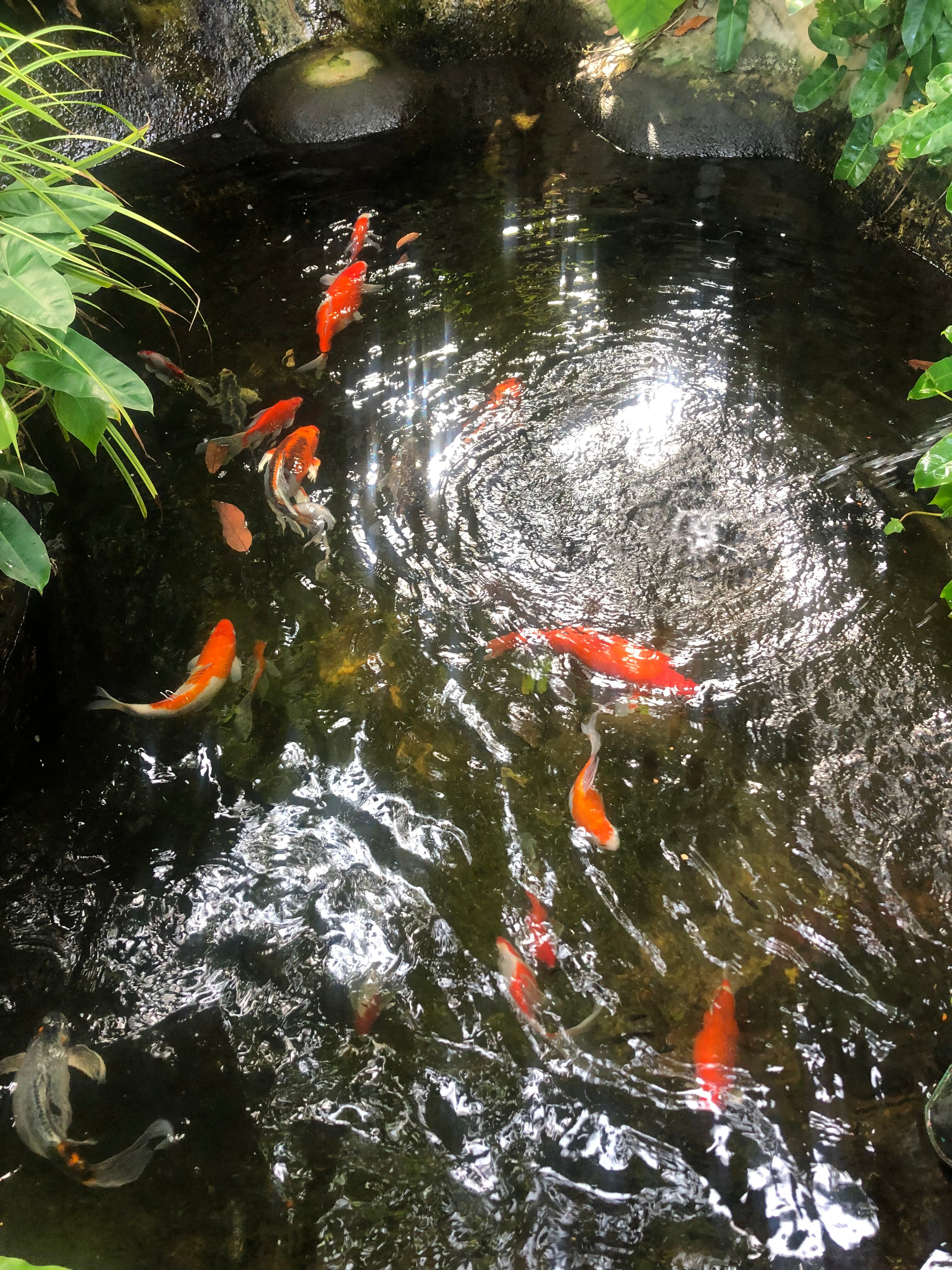 Фото Kata Garden Resort