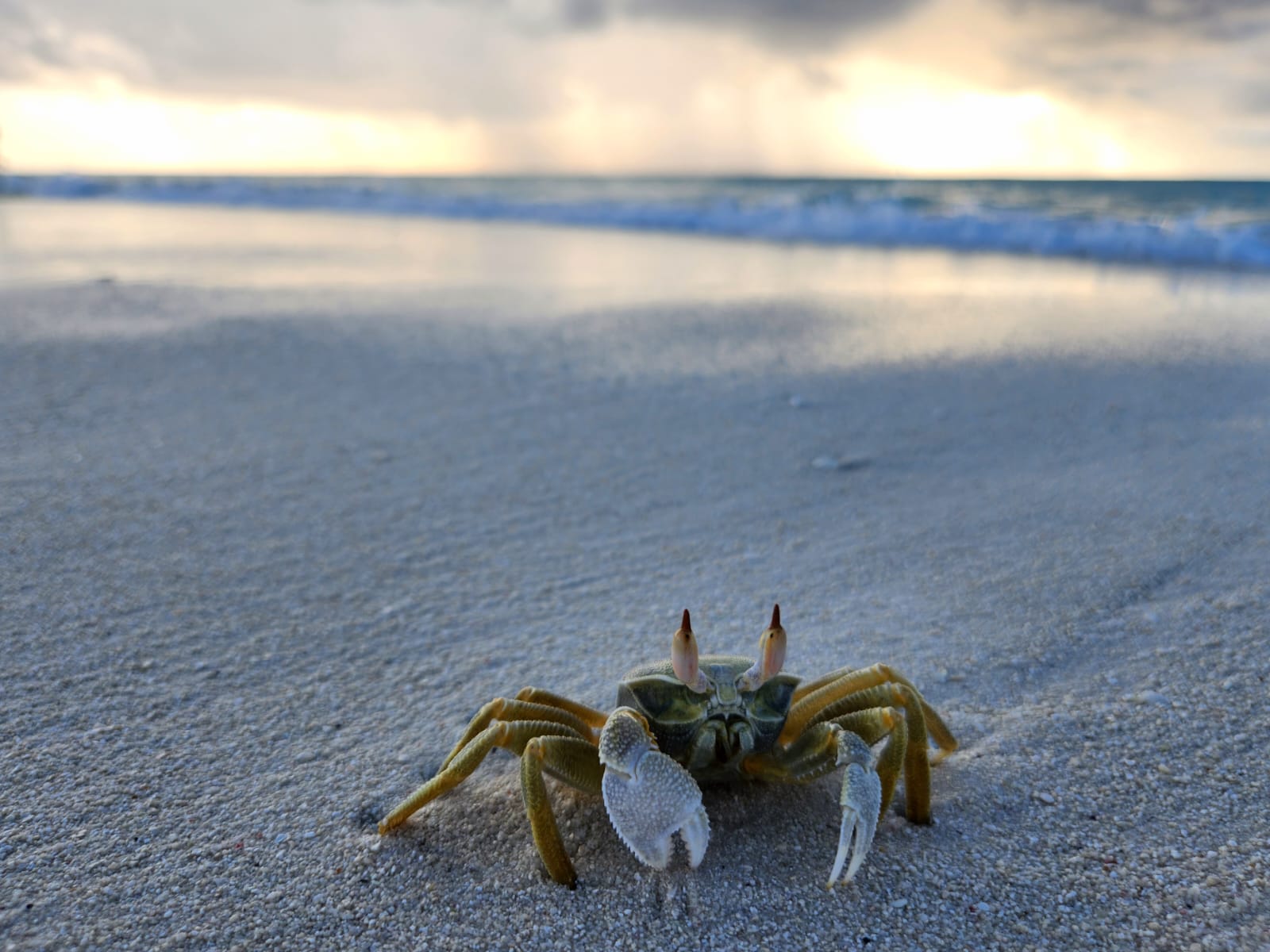 Фото Kuredu Resort and SPA