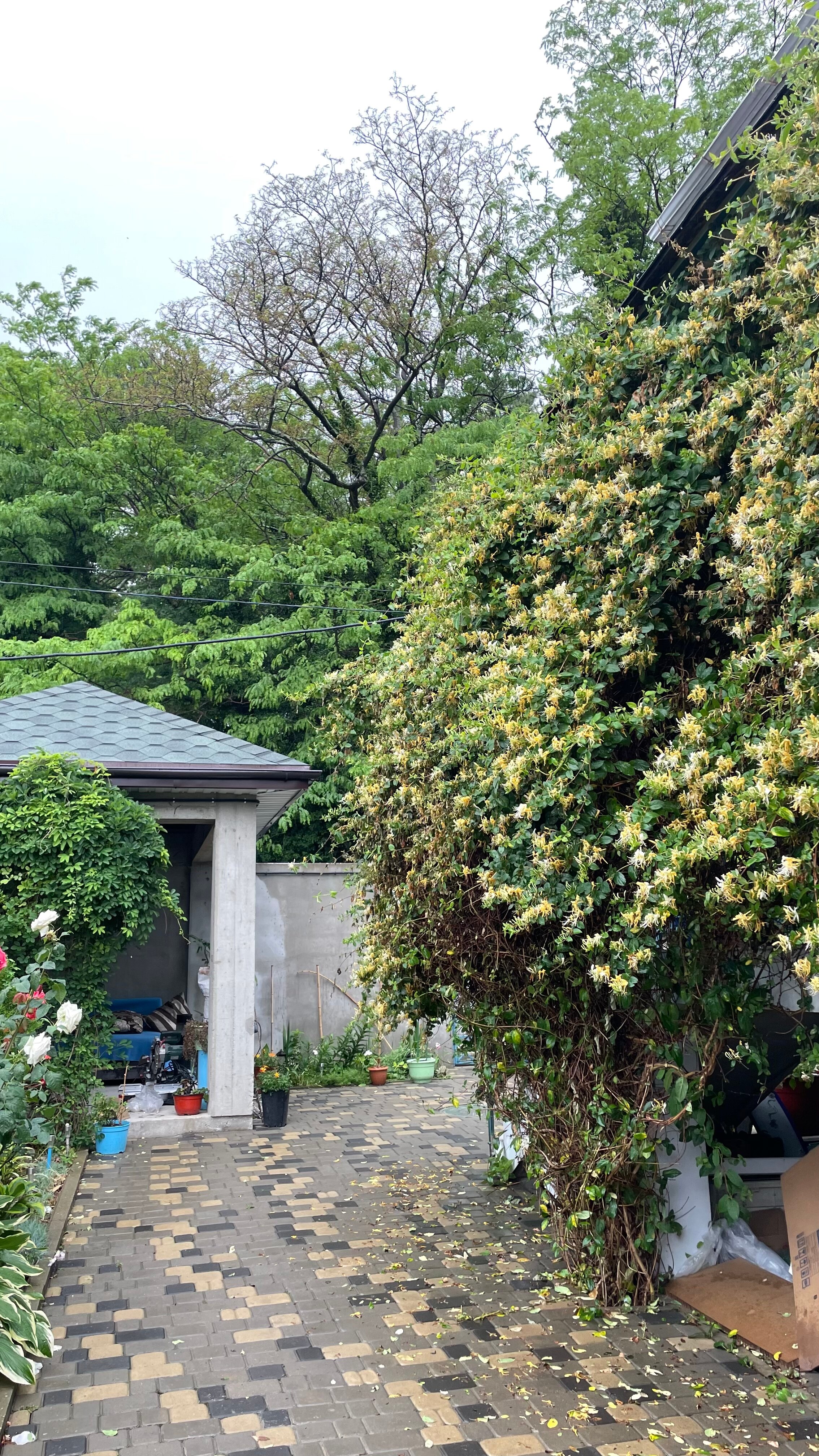 Фото Альтитюд