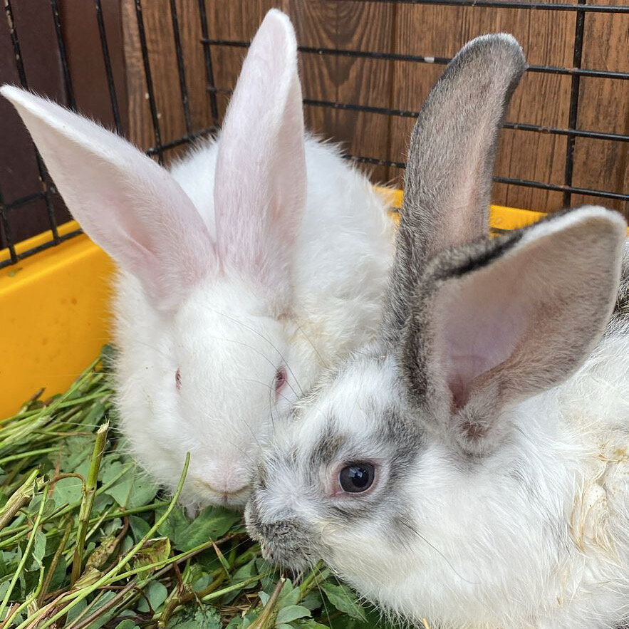 Фото Лейк хаус