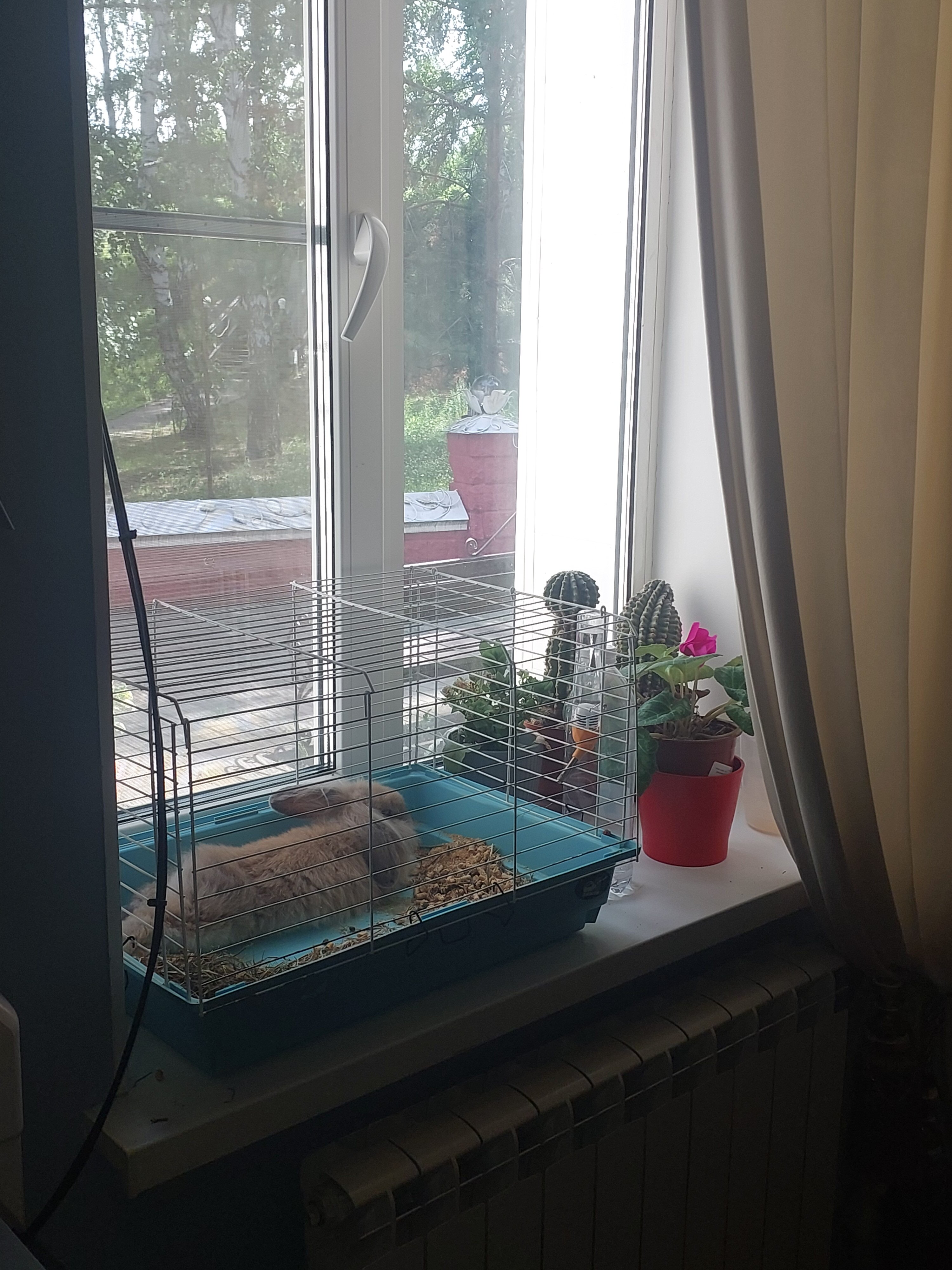 Фото Жемчужина