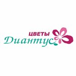 Диантус (ул. Фрунзе, 84), магазин цветов в Бугуруслане