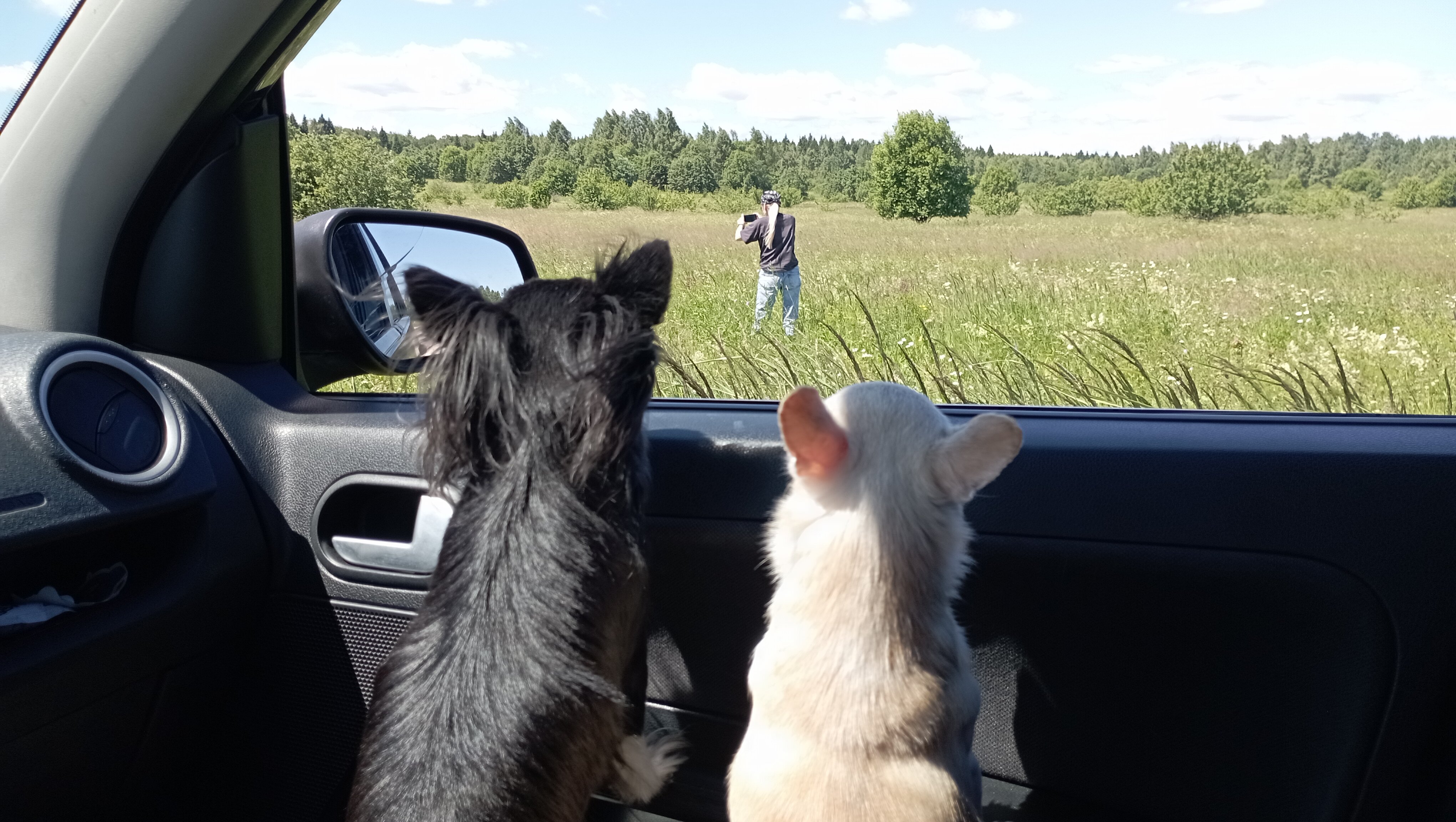 Фото Орхидея