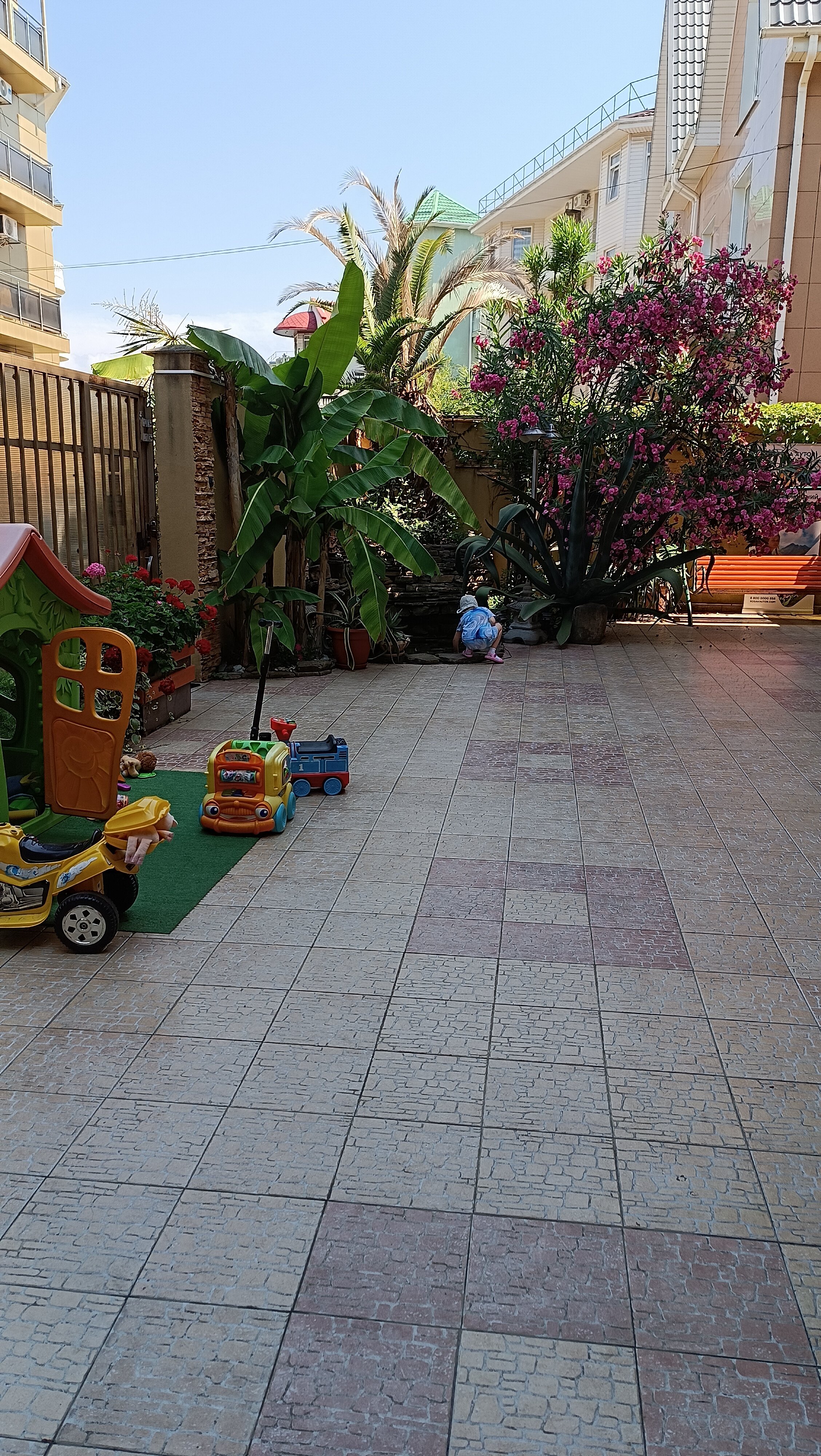 Фото Адениум 585