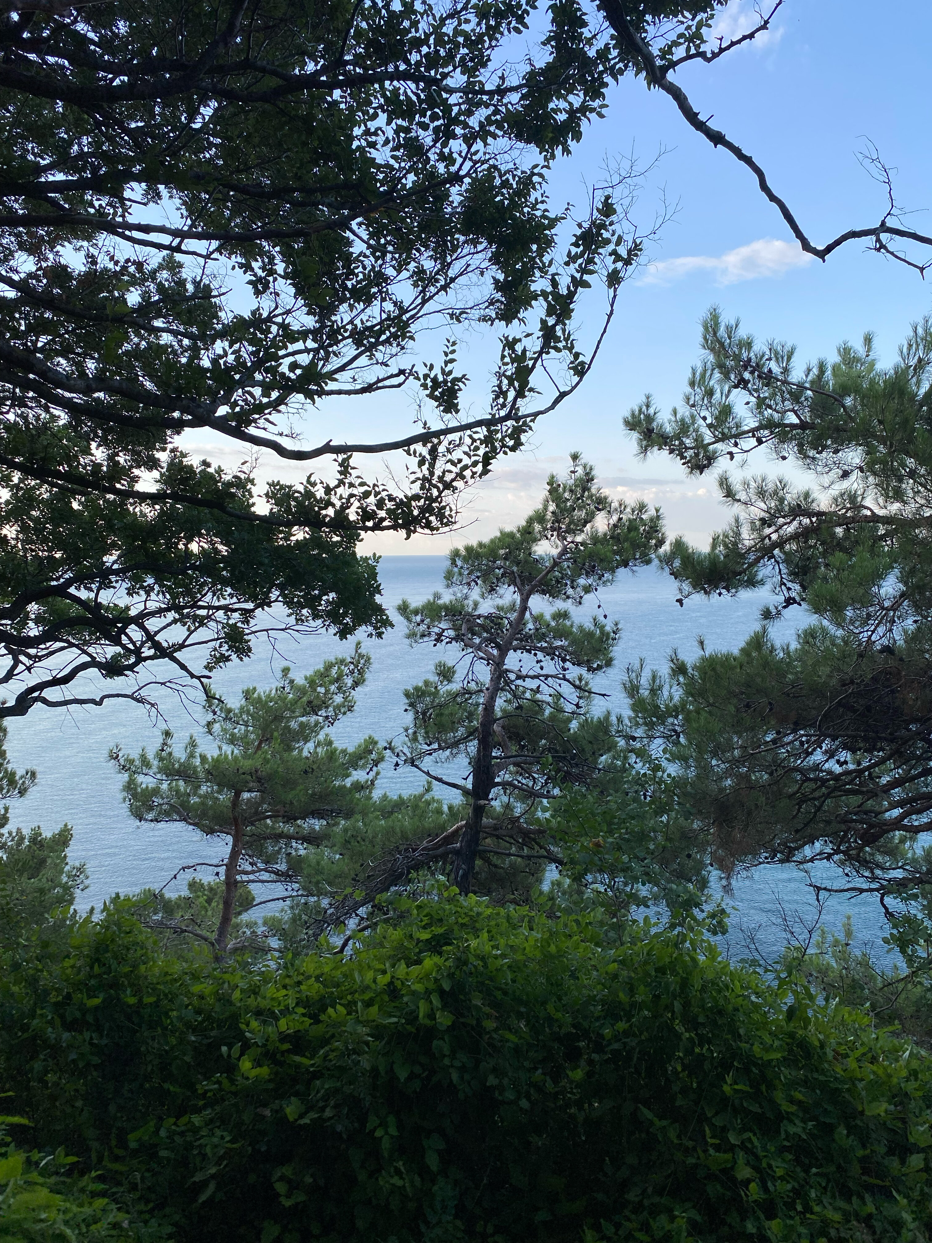 Фото Эдельвейс