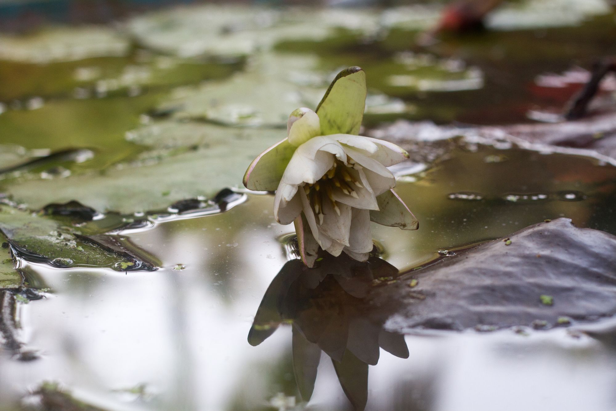 Фото Palm Trees Ayurvedic Heritage