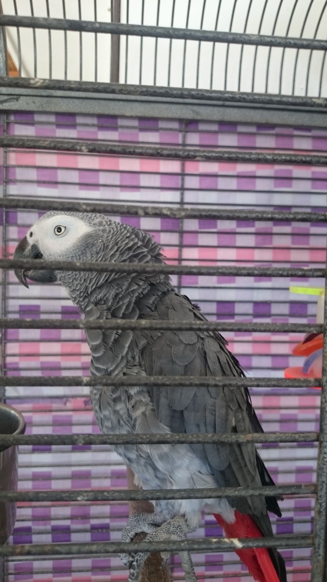 Фото Gerani Studios