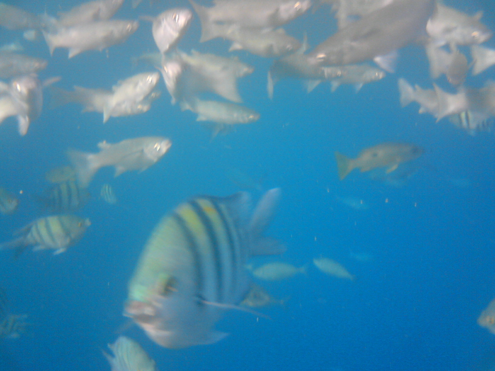 Фото Bliss Nada Beach Resort