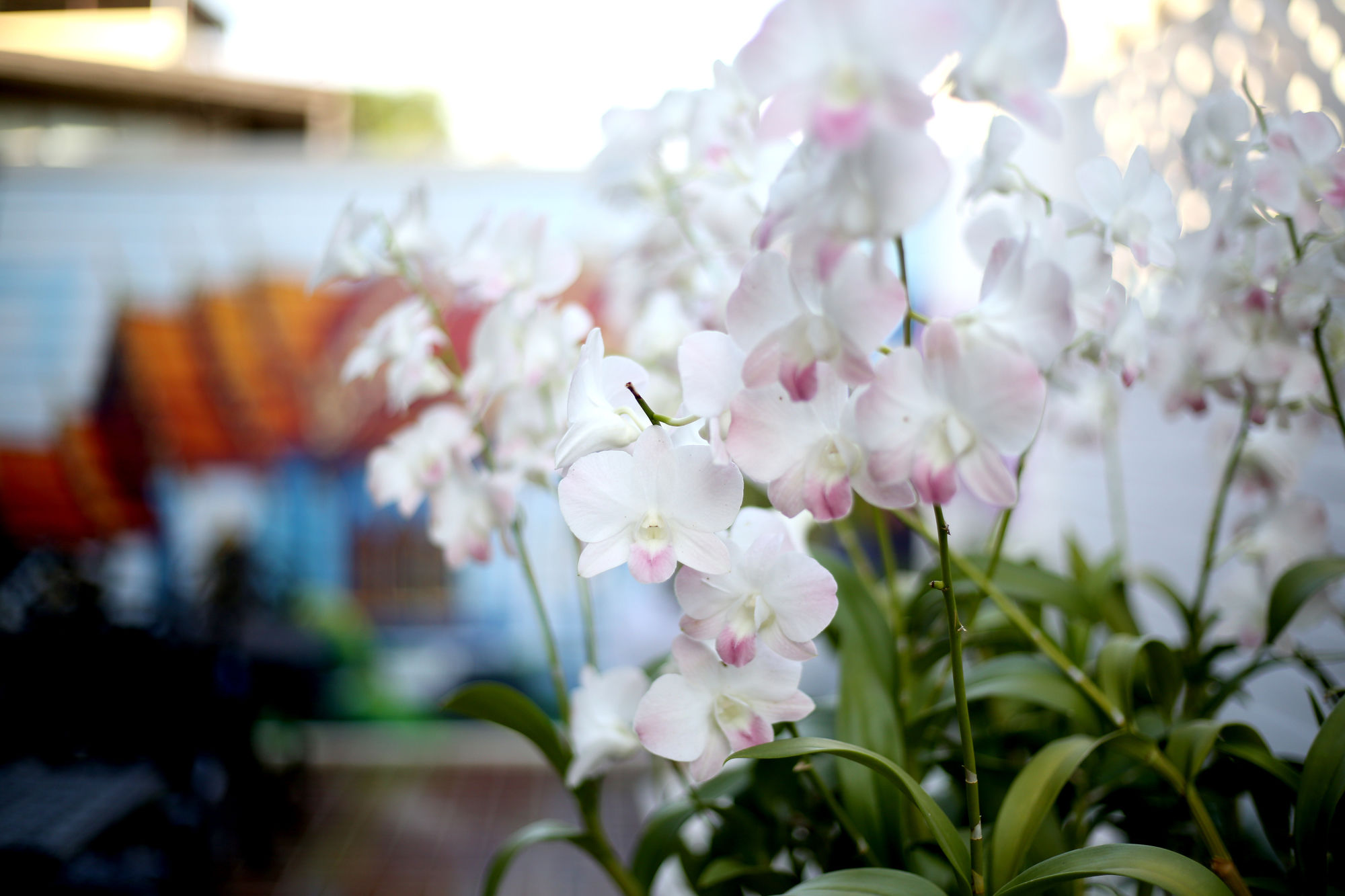 Фото The Orchid House 153