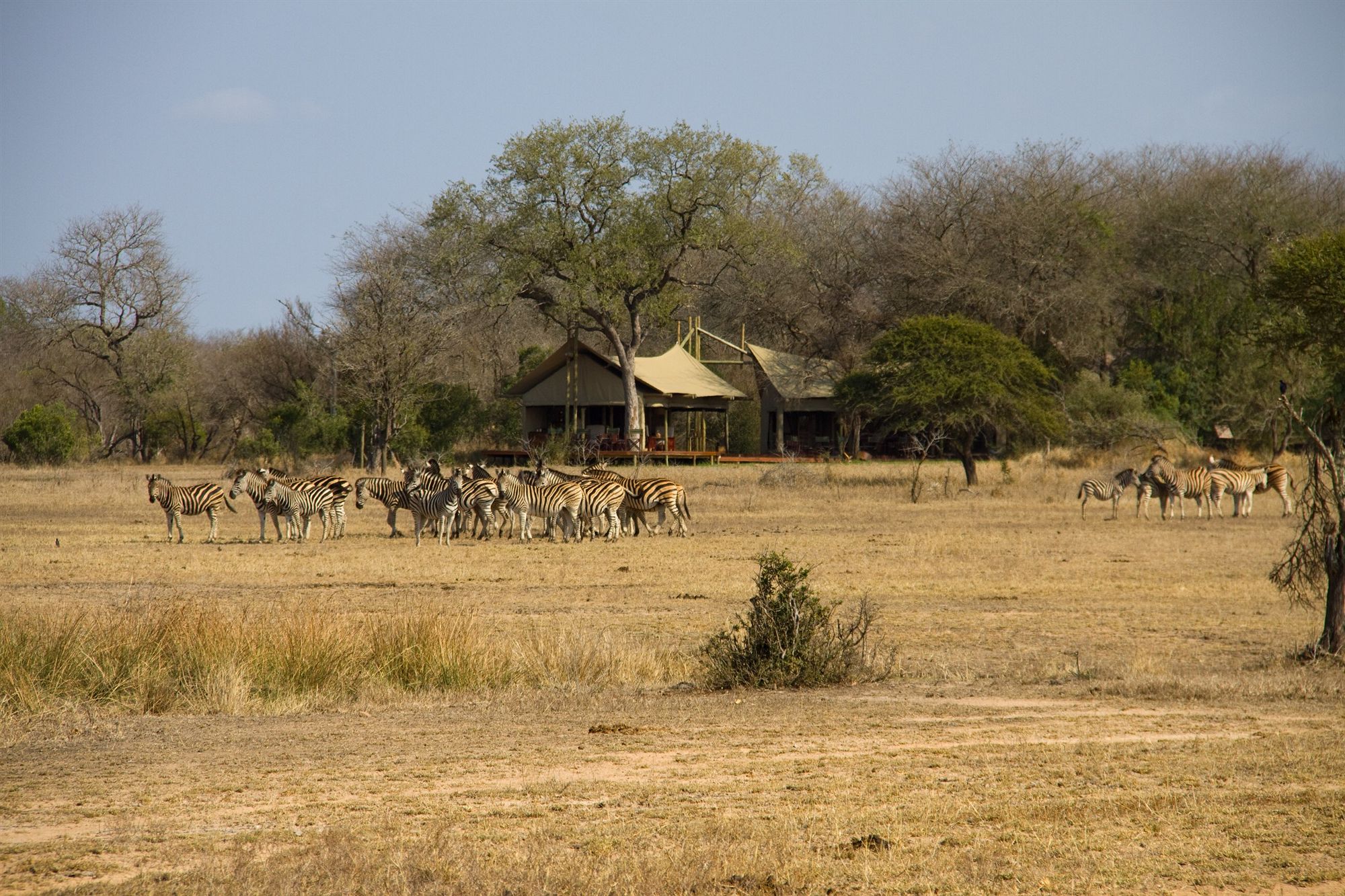Фото Rhino Walking Safaris