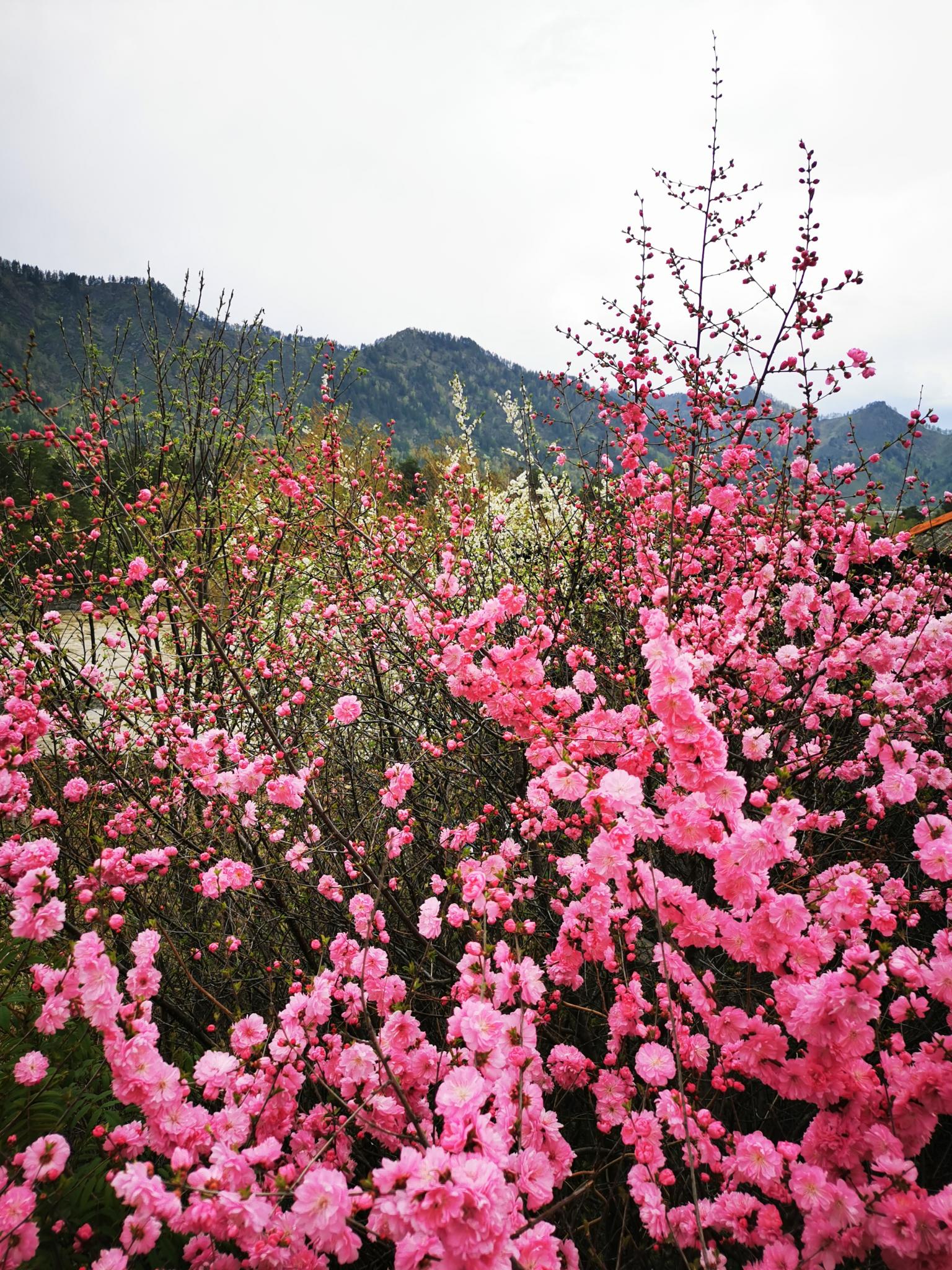 Фото Эко-вилла Катунь