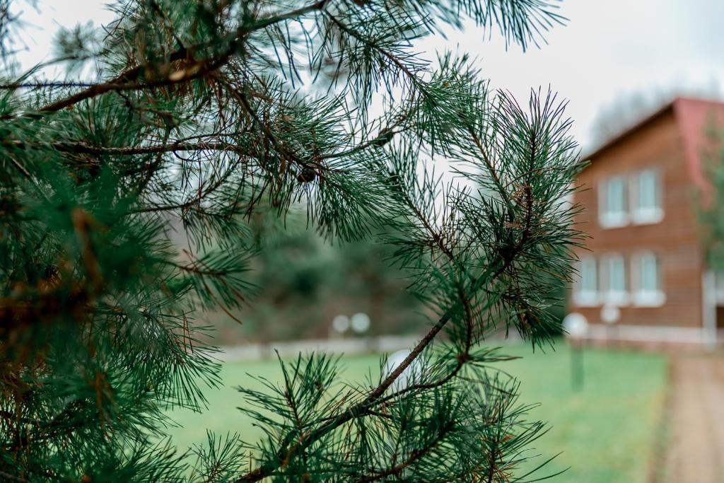 Фото Белая мельница