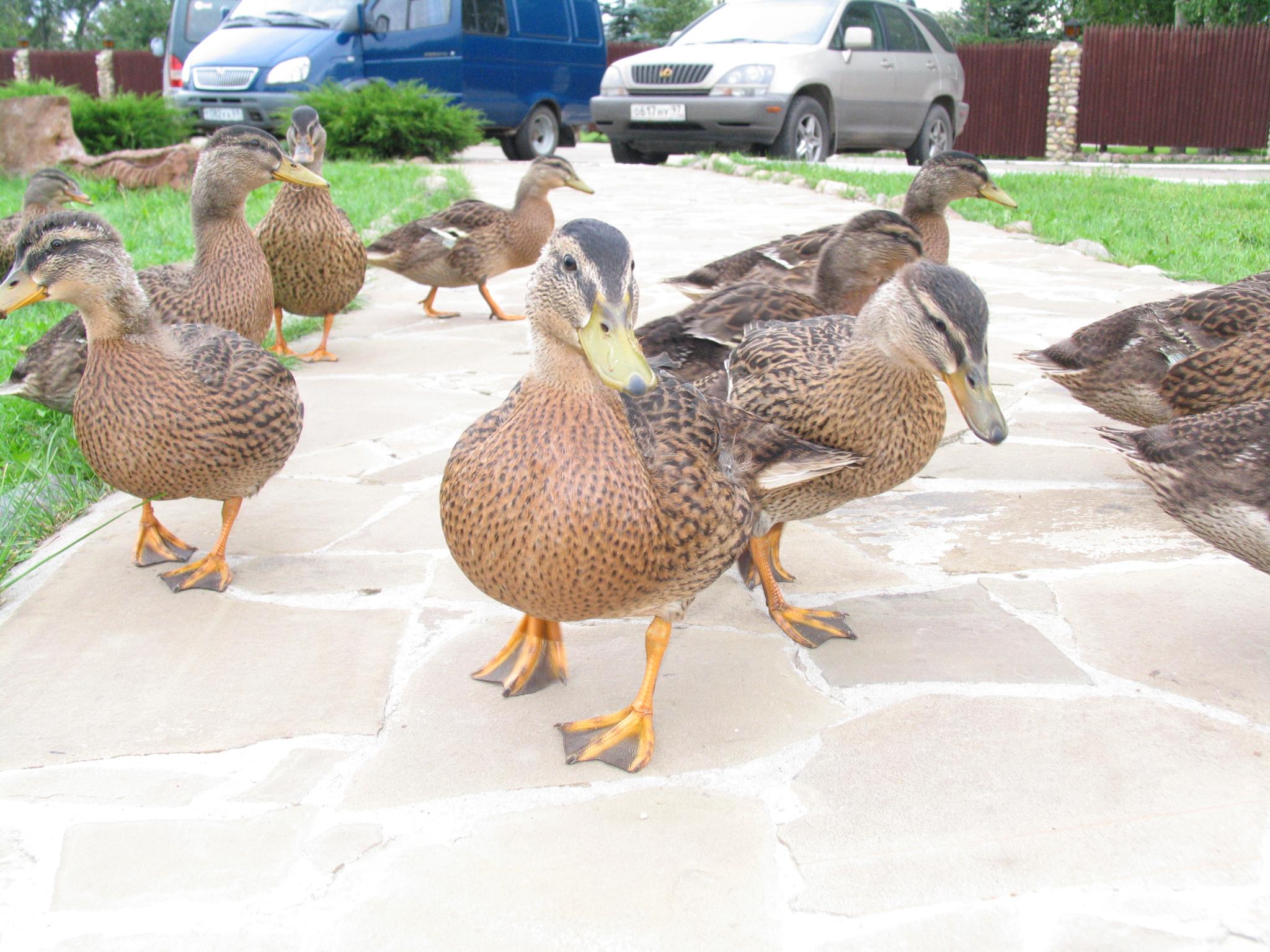 Фото Колкуново