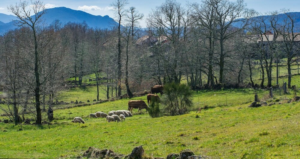 Фото Macheta's Coutry House