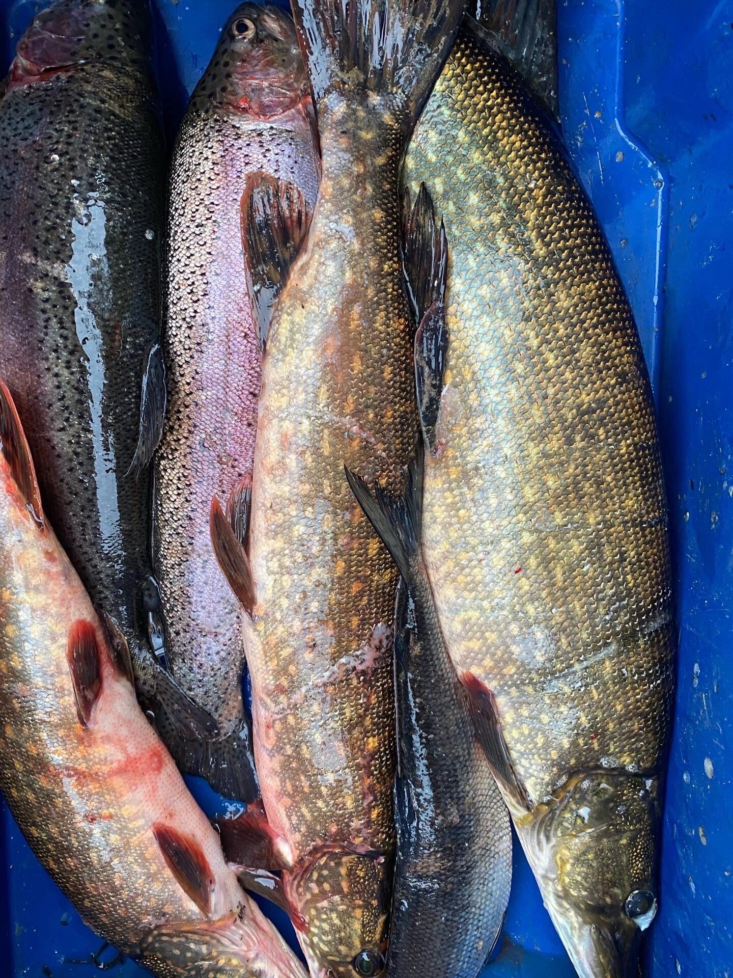 Фото Усадьба Куйто