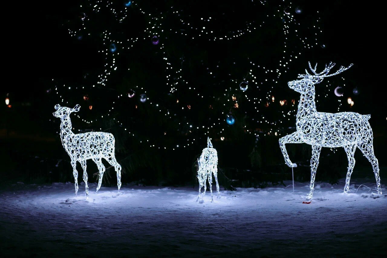 Фото Ромашка