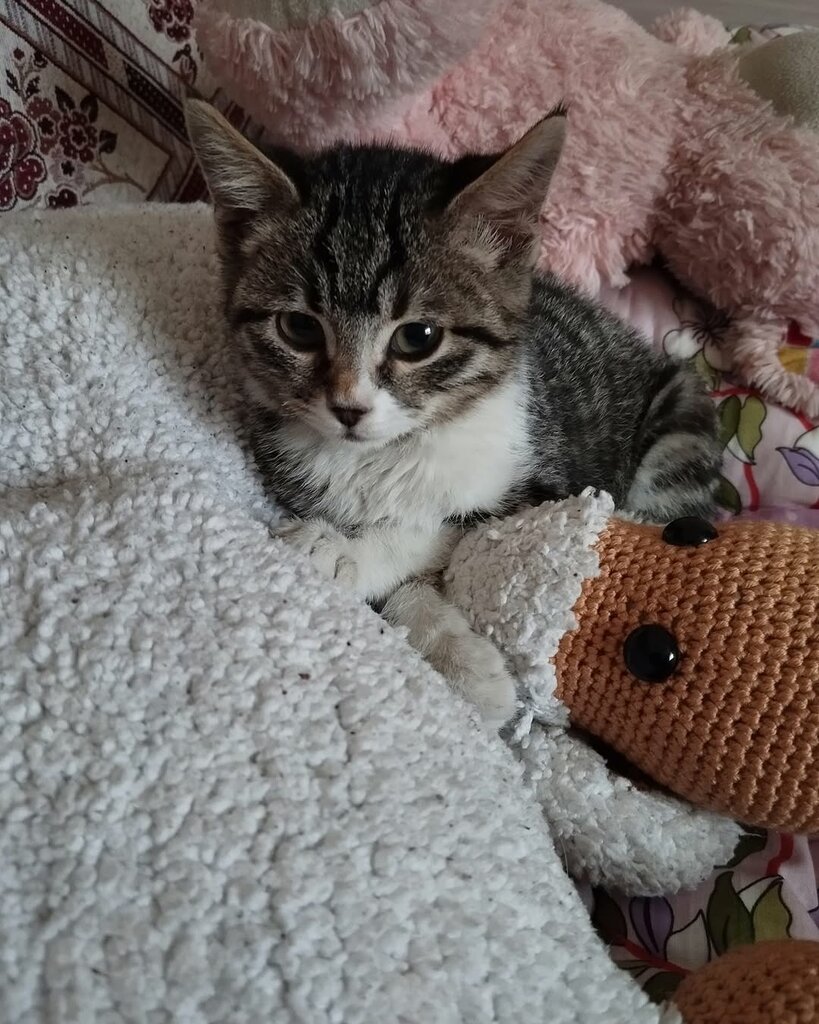 Veterinary clinic Kuş Ve Egzotik Veteriner Kliniği, Konya, photo