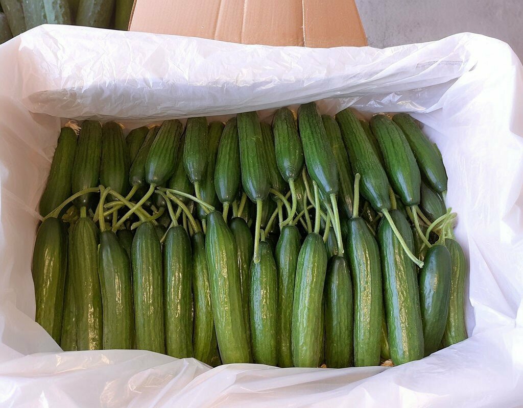 Mukhtars Camonu Koyu Muhtarligi, Akhisar, photo