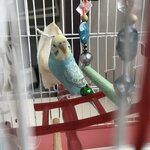 Hobi Dunyasi petshop (İzmir, Tire, Aydınoğlu Cad., 12), pet shop