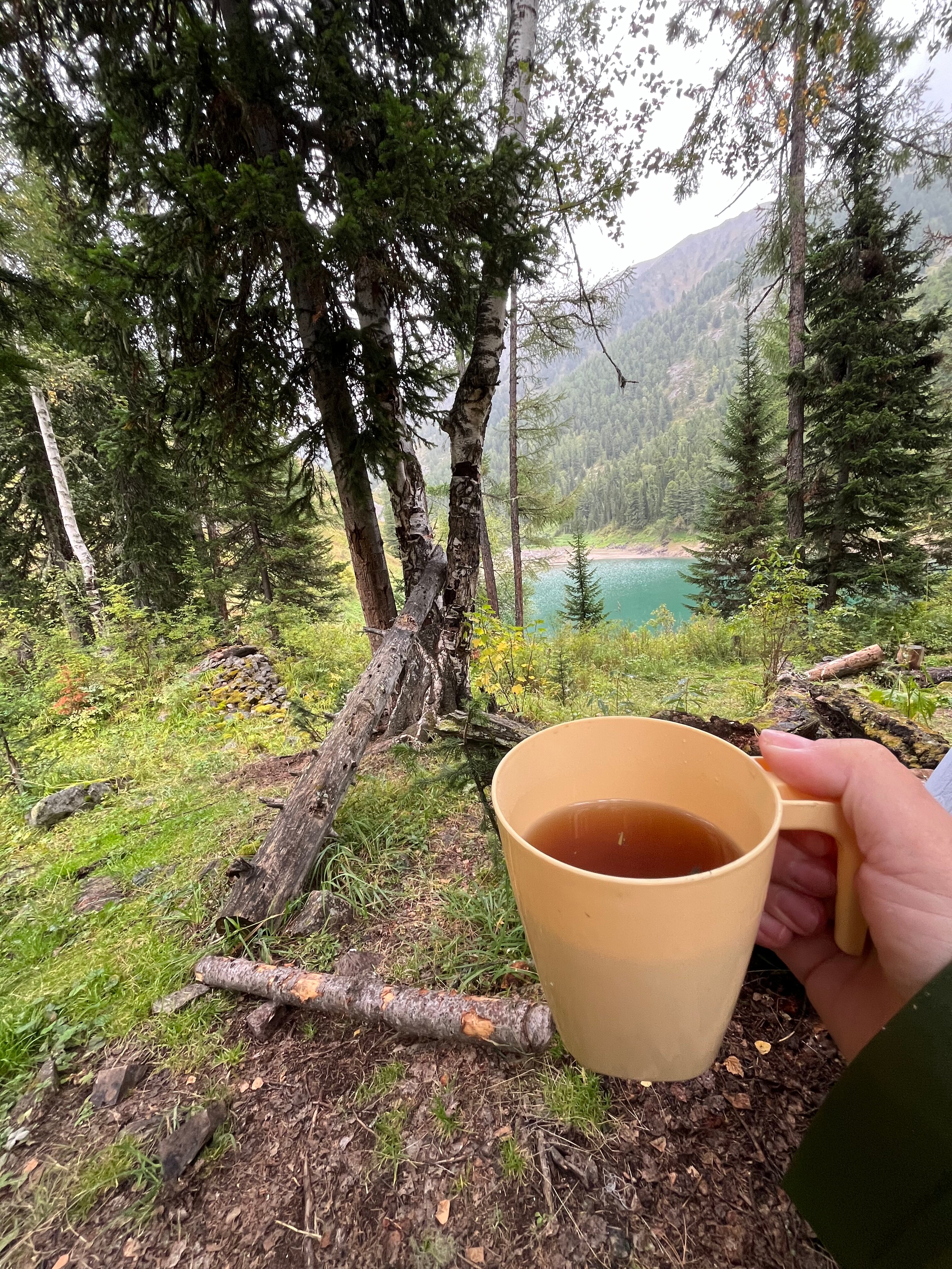 Фото Медуница