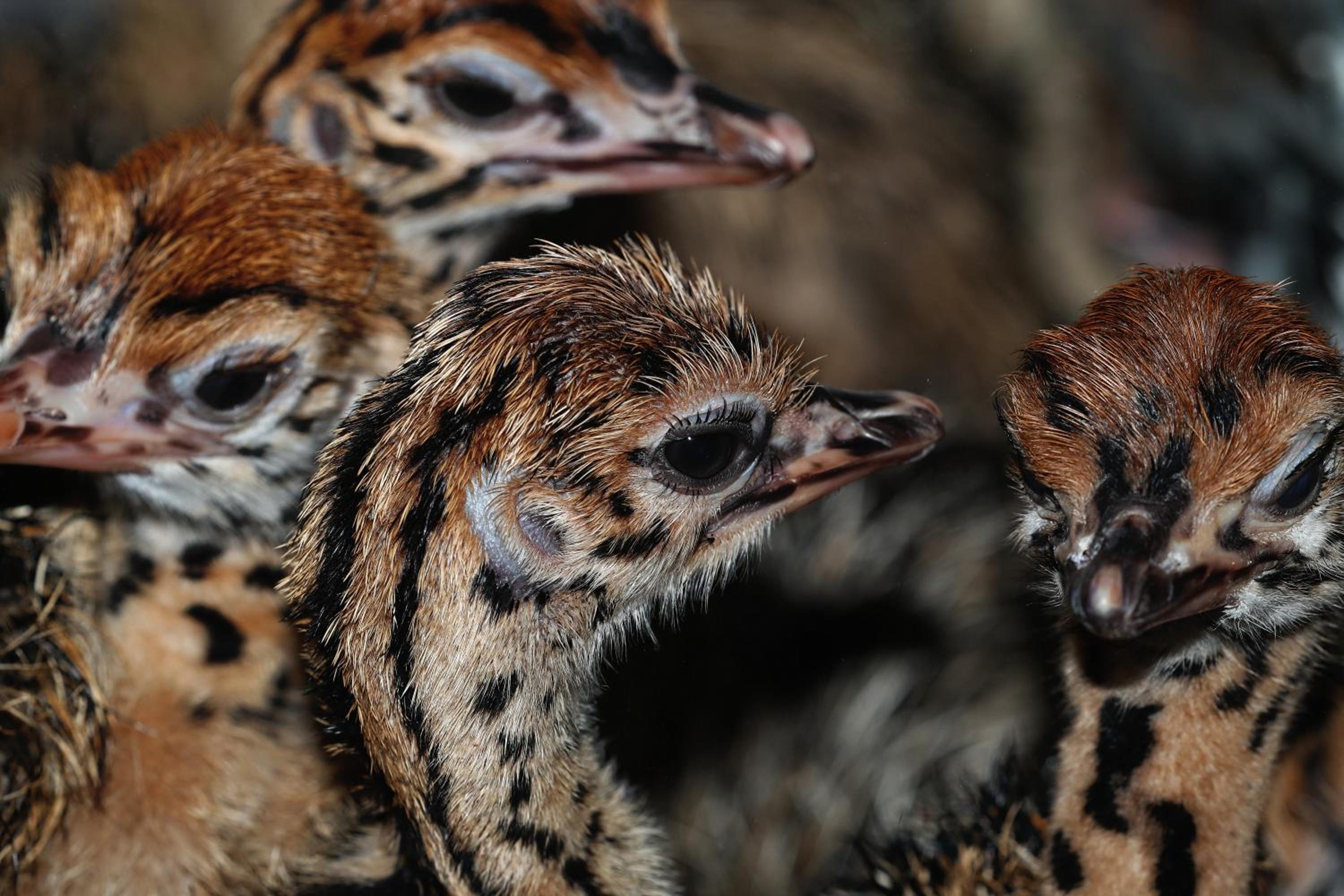 Фото Berluda Farmhouse & Cottages