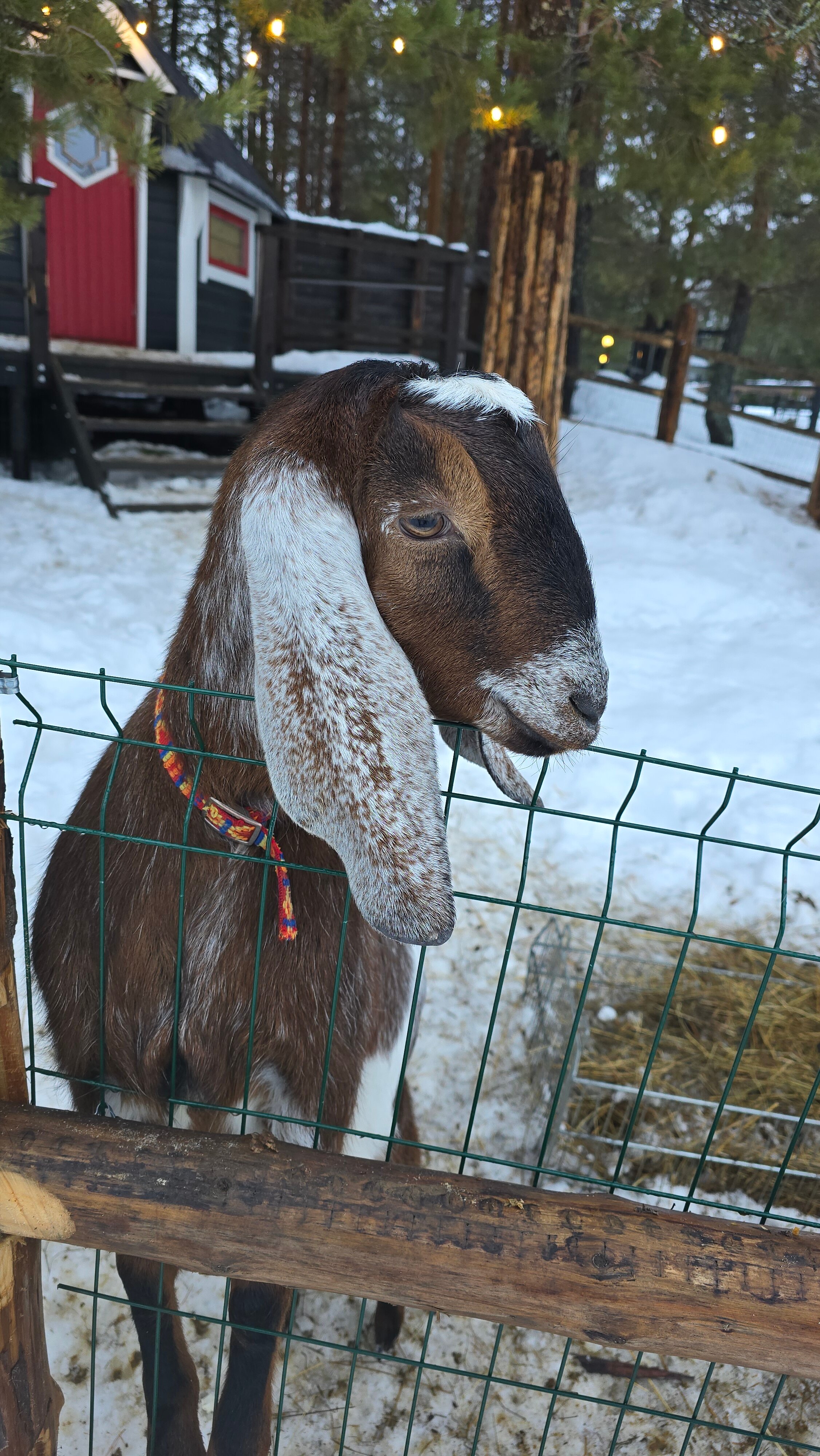 Фото ЕлятыЛодж