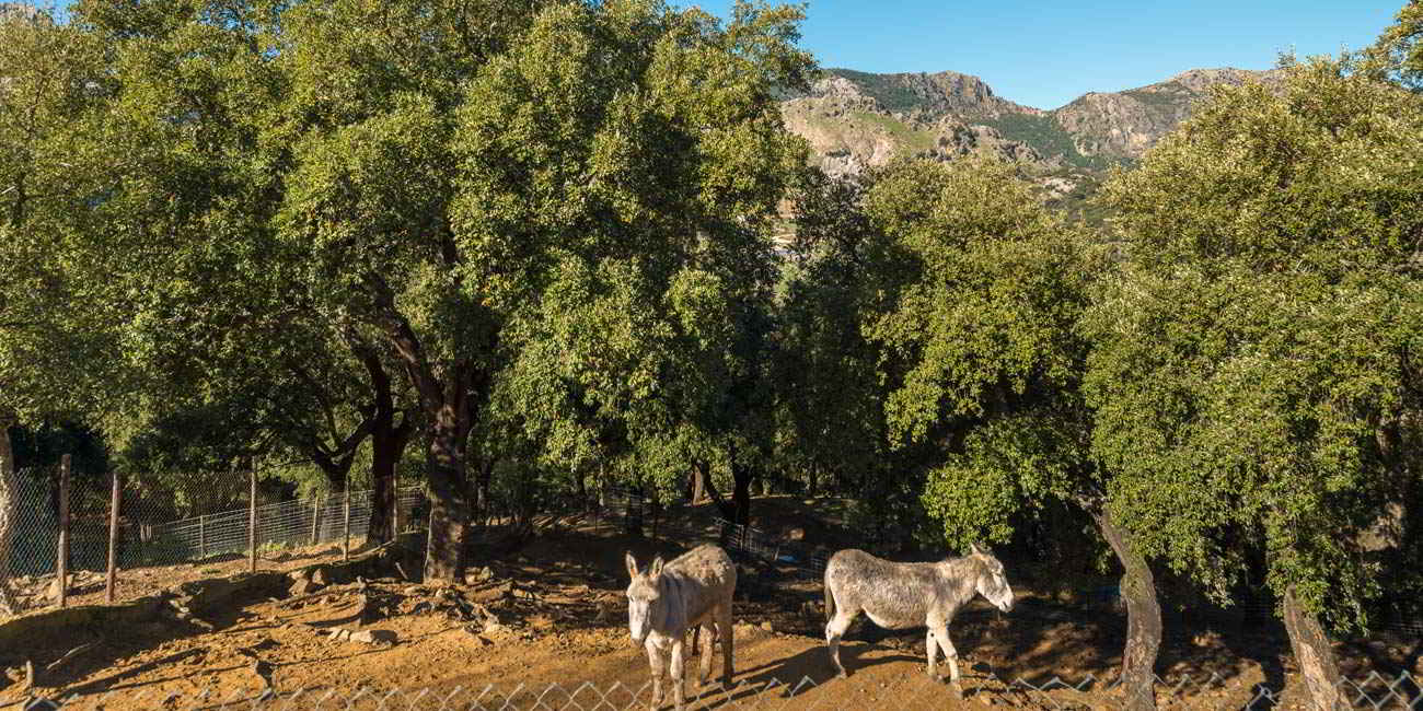 Фото Отель Fuerte Grazalema