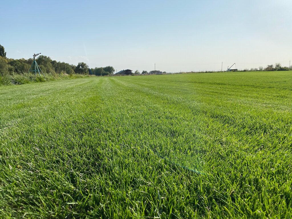 Landscape design Moses Grass, Almaty, photo