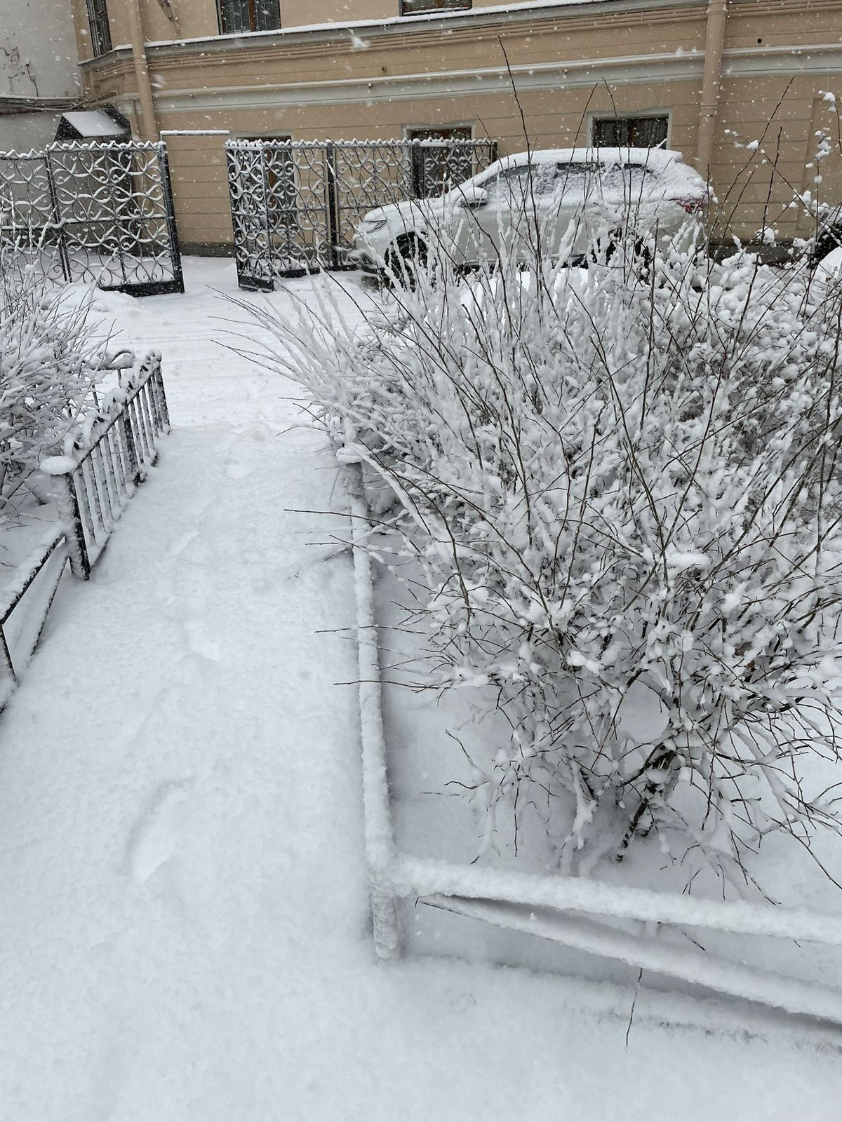 Фото Жасмин