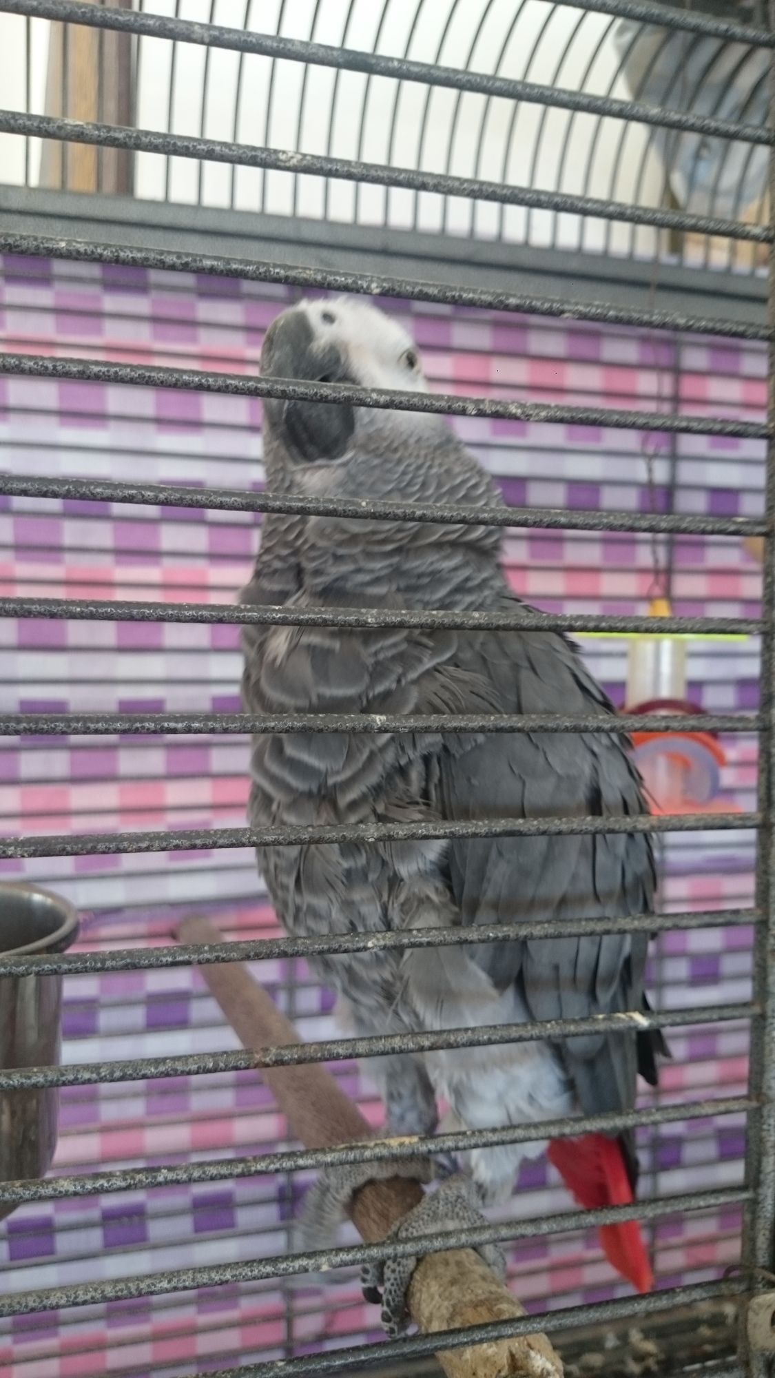 Фото Gerani Studios