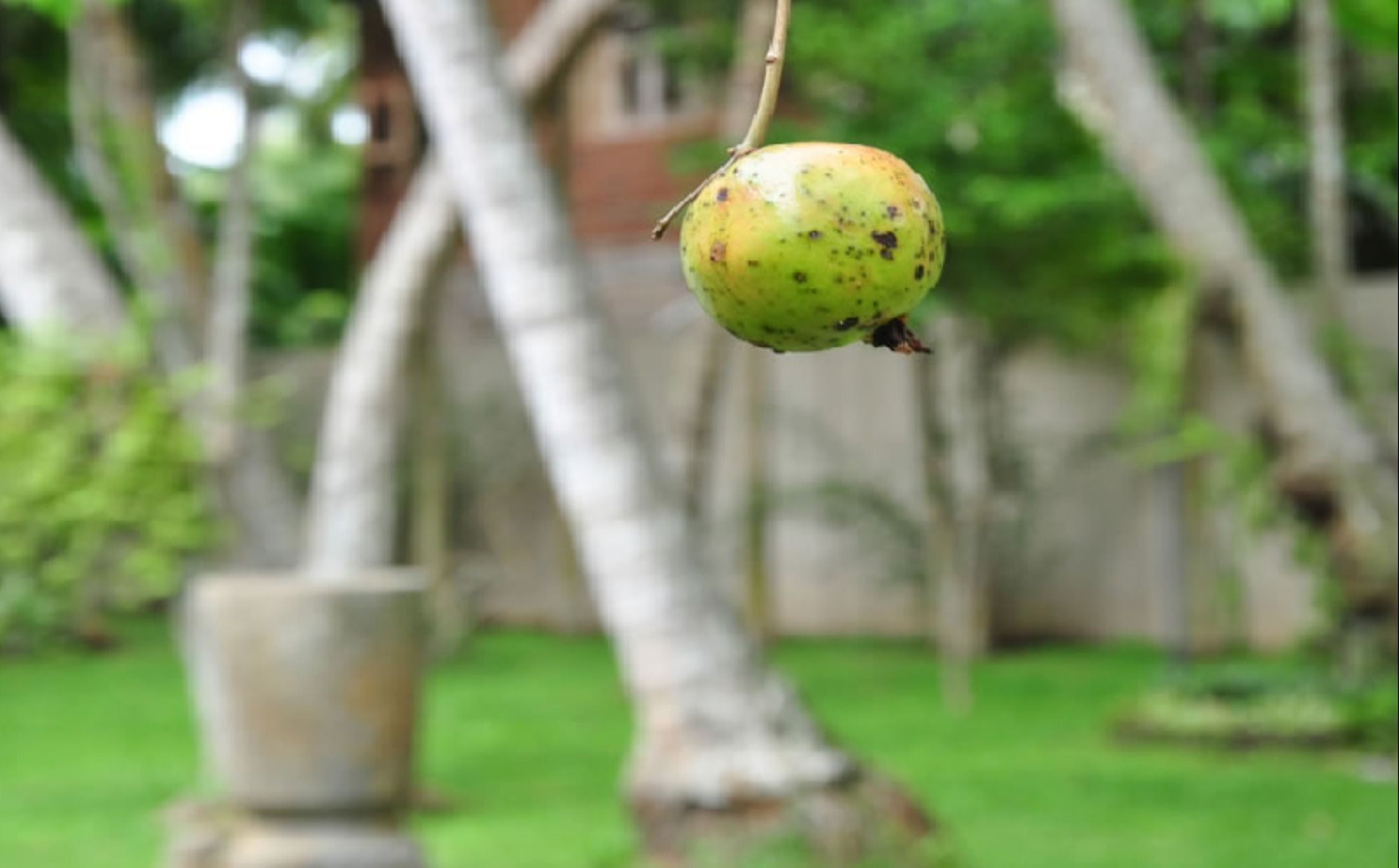 Фото Gedara Resort