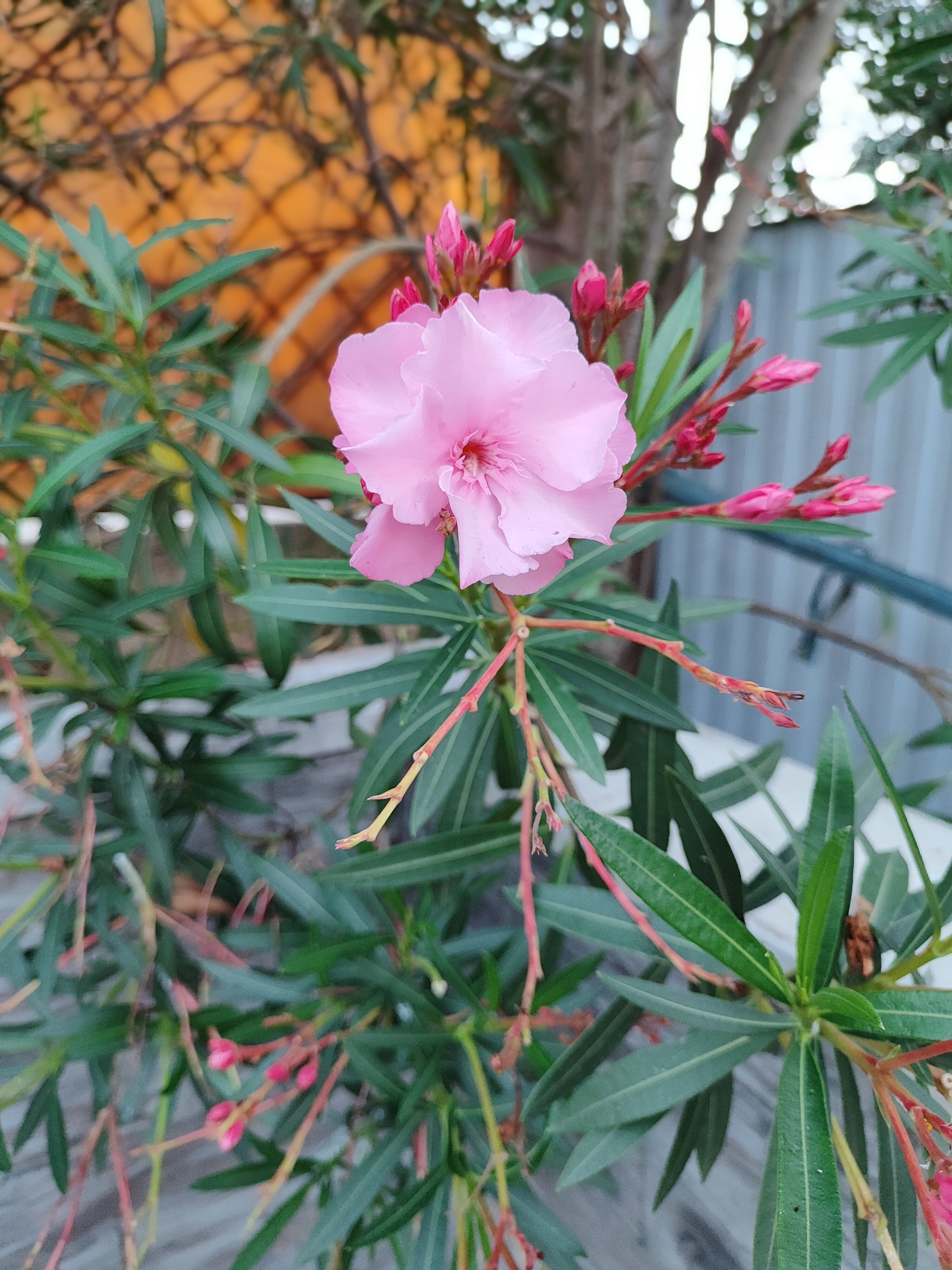 Фото Белые ночи