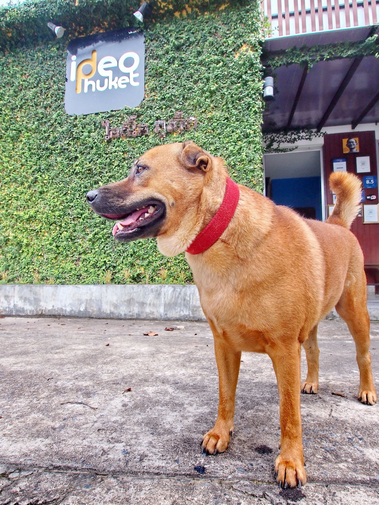 Фото Ideo Phuket Hotel