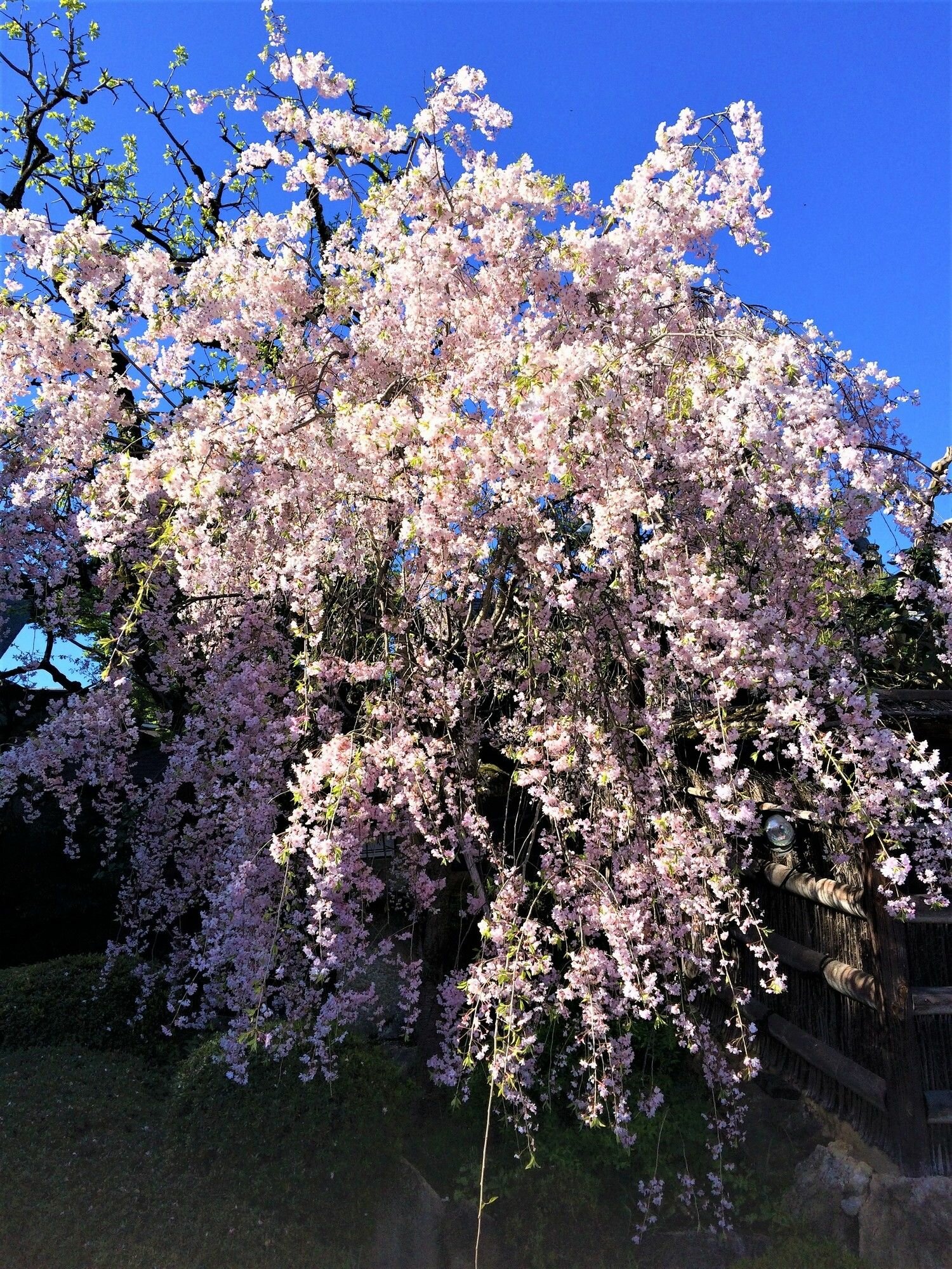 Фото Ryokan Nenrinbo
