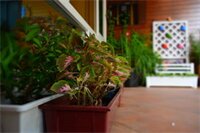 Фото Seedling House