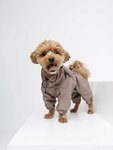 Dogclo (Bolshaya Gruzinskaya Street, 14), pet shop