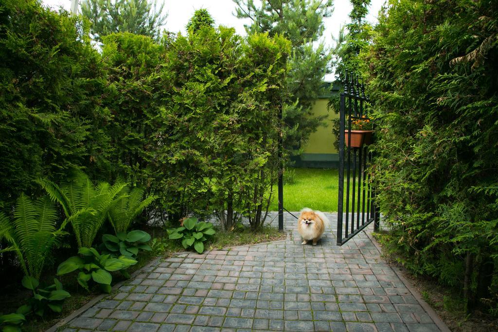 Фото Сытый Ежик