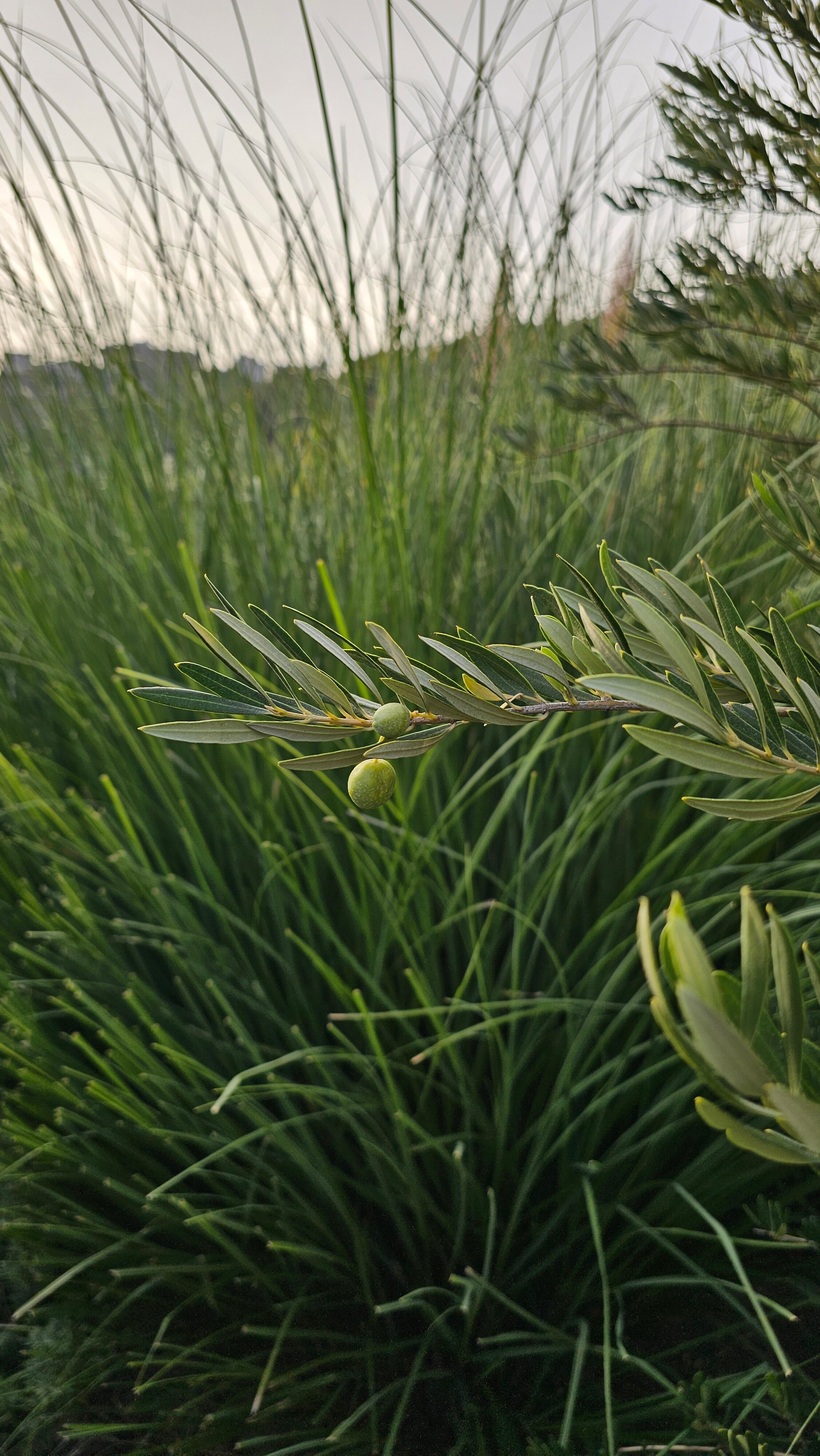 Фото Вилла и Море