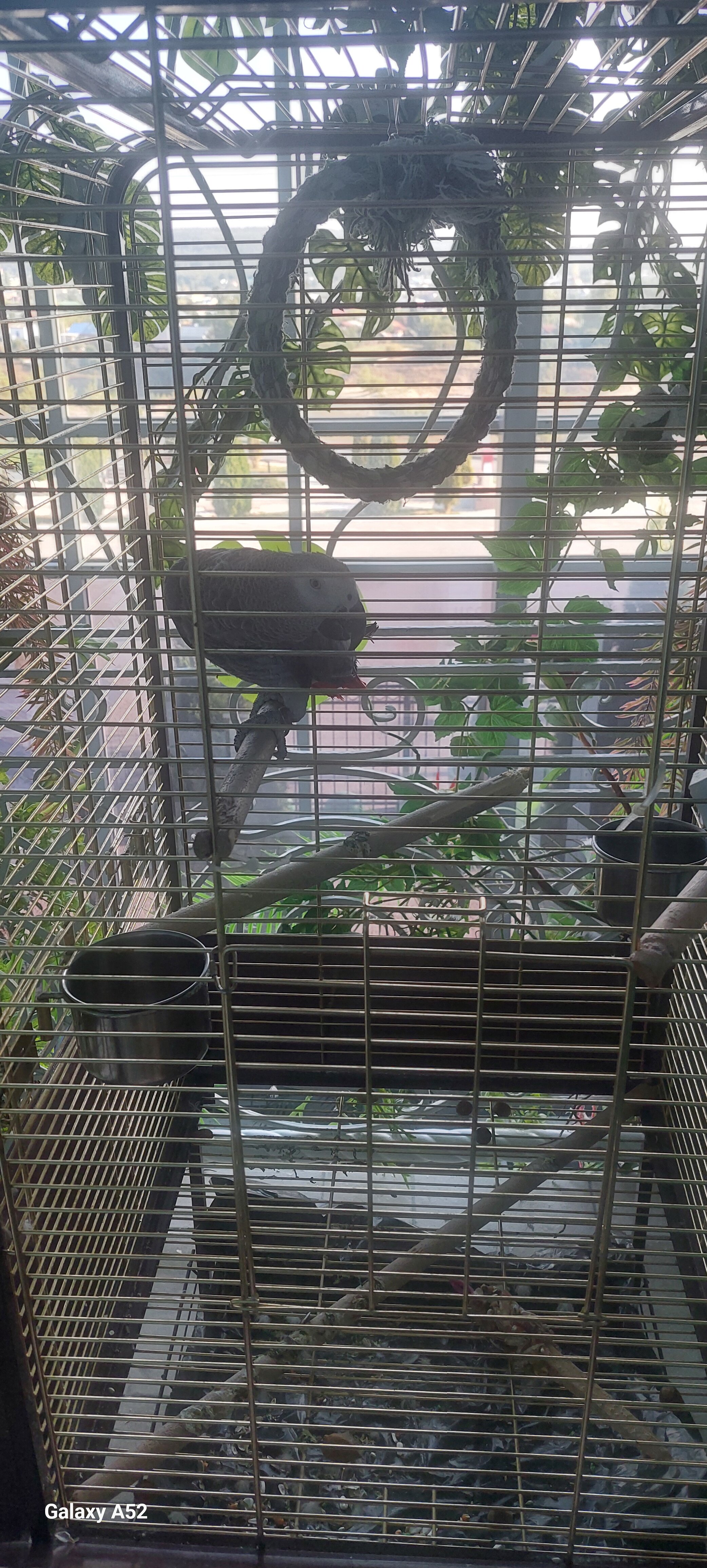 Фото Белые ивы