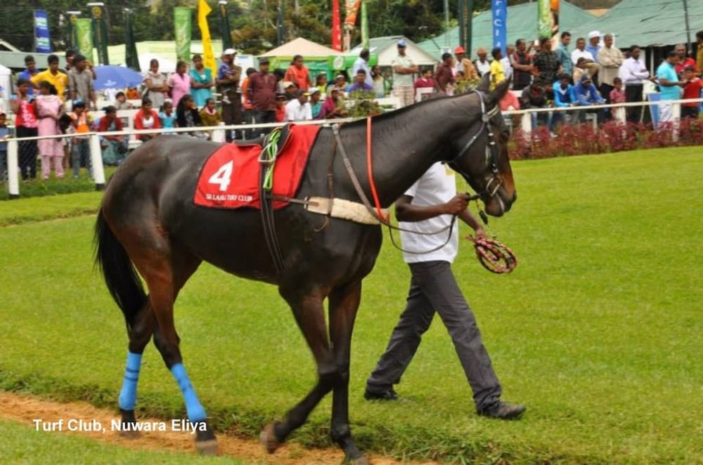 Фото Heaven Seven Nuwara Eliya